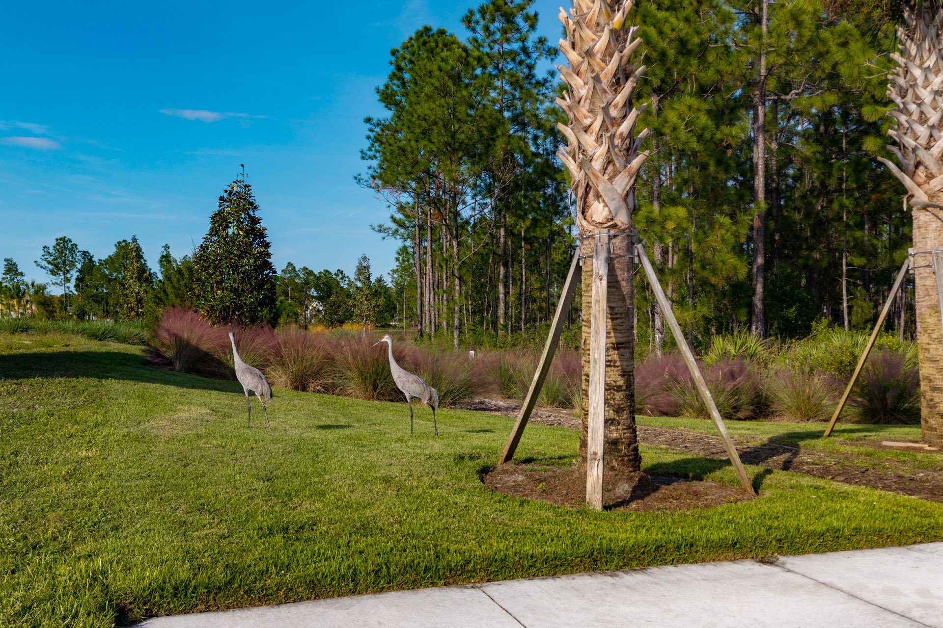 Two sandhill cranes standing on grass near young palm trees in a landscaped outdoor area with wood chip mulch, tall pine trees, a blue sky, and a concrete sidewalk in the foreground.
