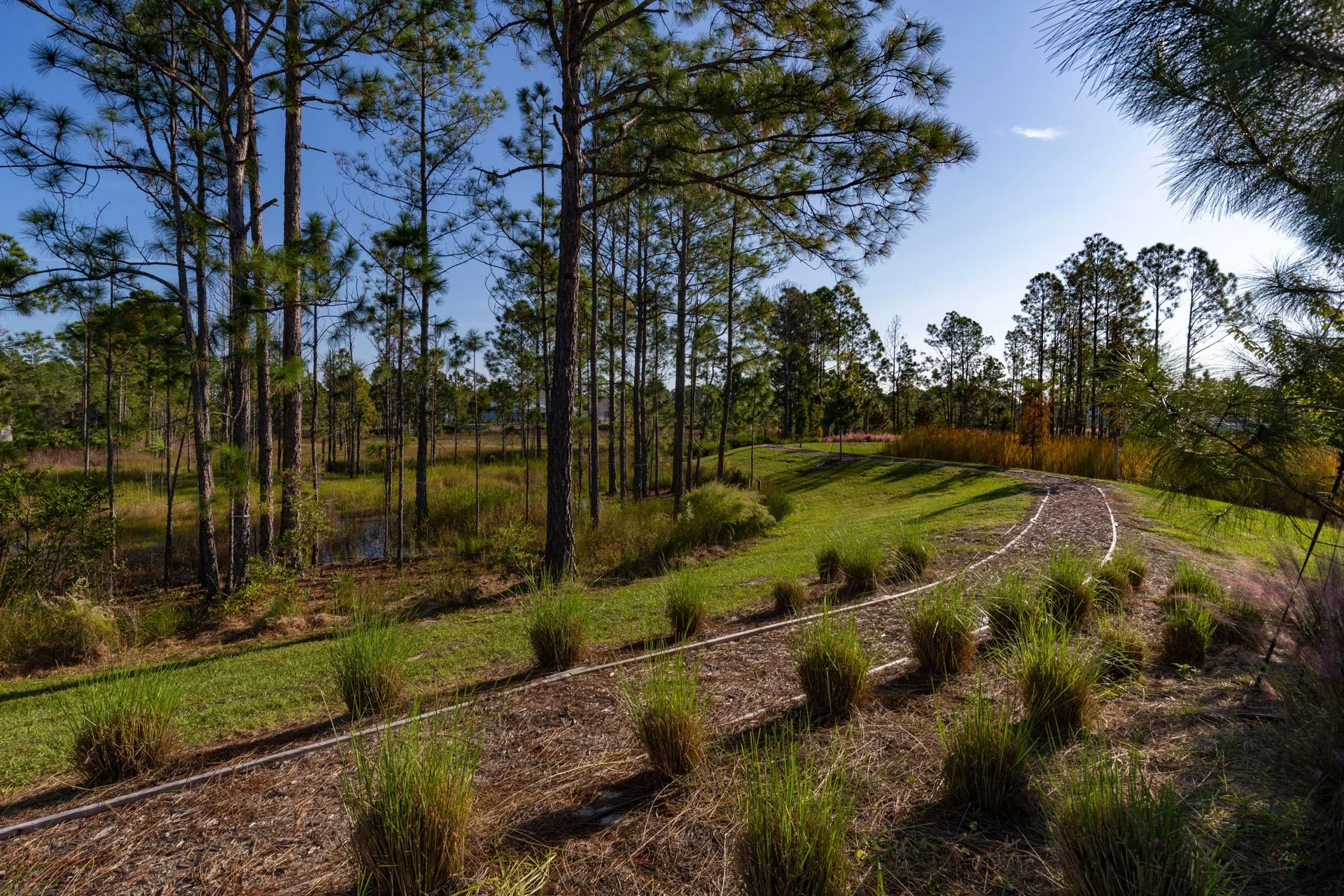 A landscape of a pine forest with a dirt path winding through. The sky is clear and blue, and the area is lush with green grass, shrubs, and tall trees.
