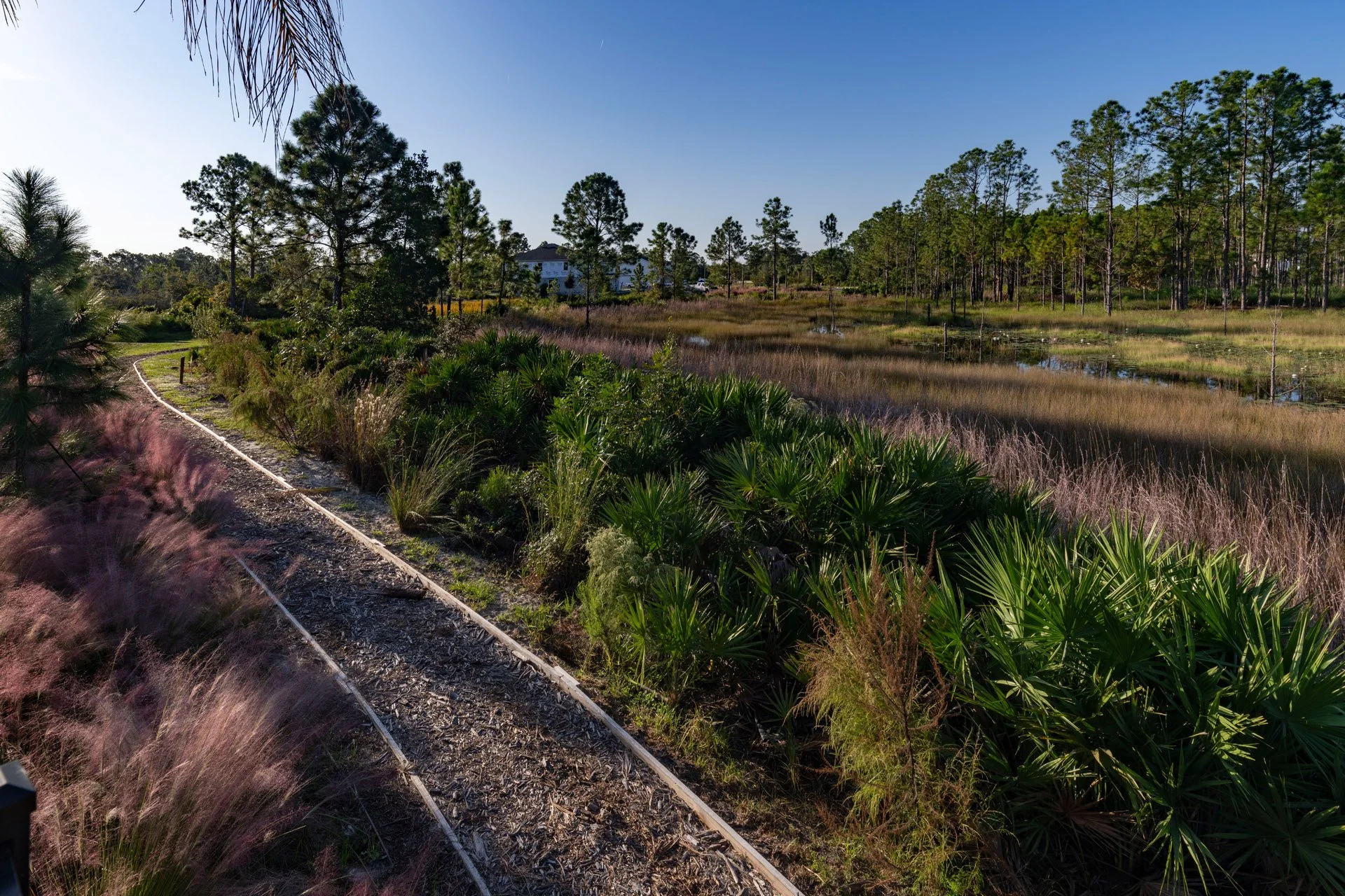 A nature scene with a gravel pathway bordered by tall grasses and lush green plants on the left, a pond with water lilies, and numerous pine trees in the background under a clear blue sky.