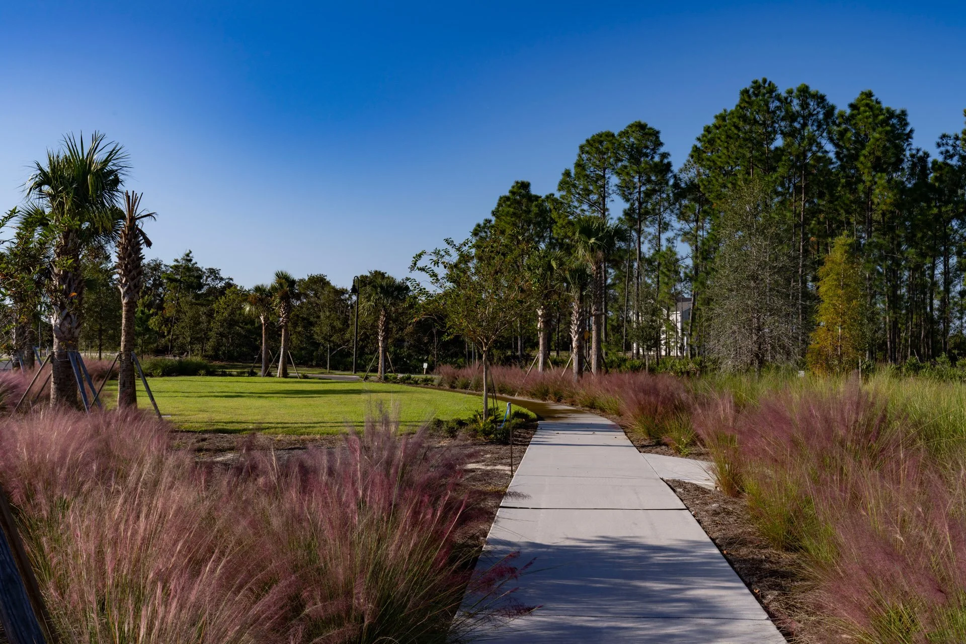 A paved walkway through a landscape garden with pink grasses on both sides, green lawn, and trees against a clear blue sky.