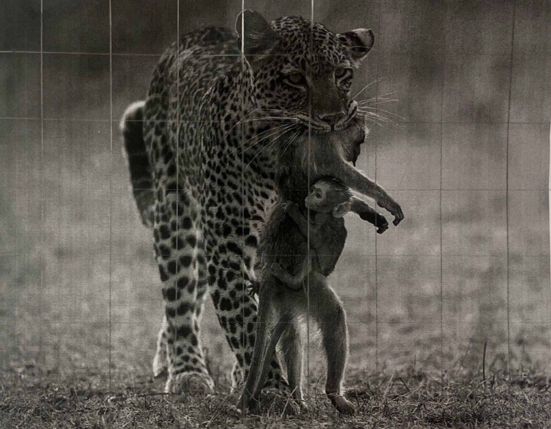A black and white image of a jaguar holding a large prey animal in its jaws and paws on a grassy area, with a tiled wall in the background.