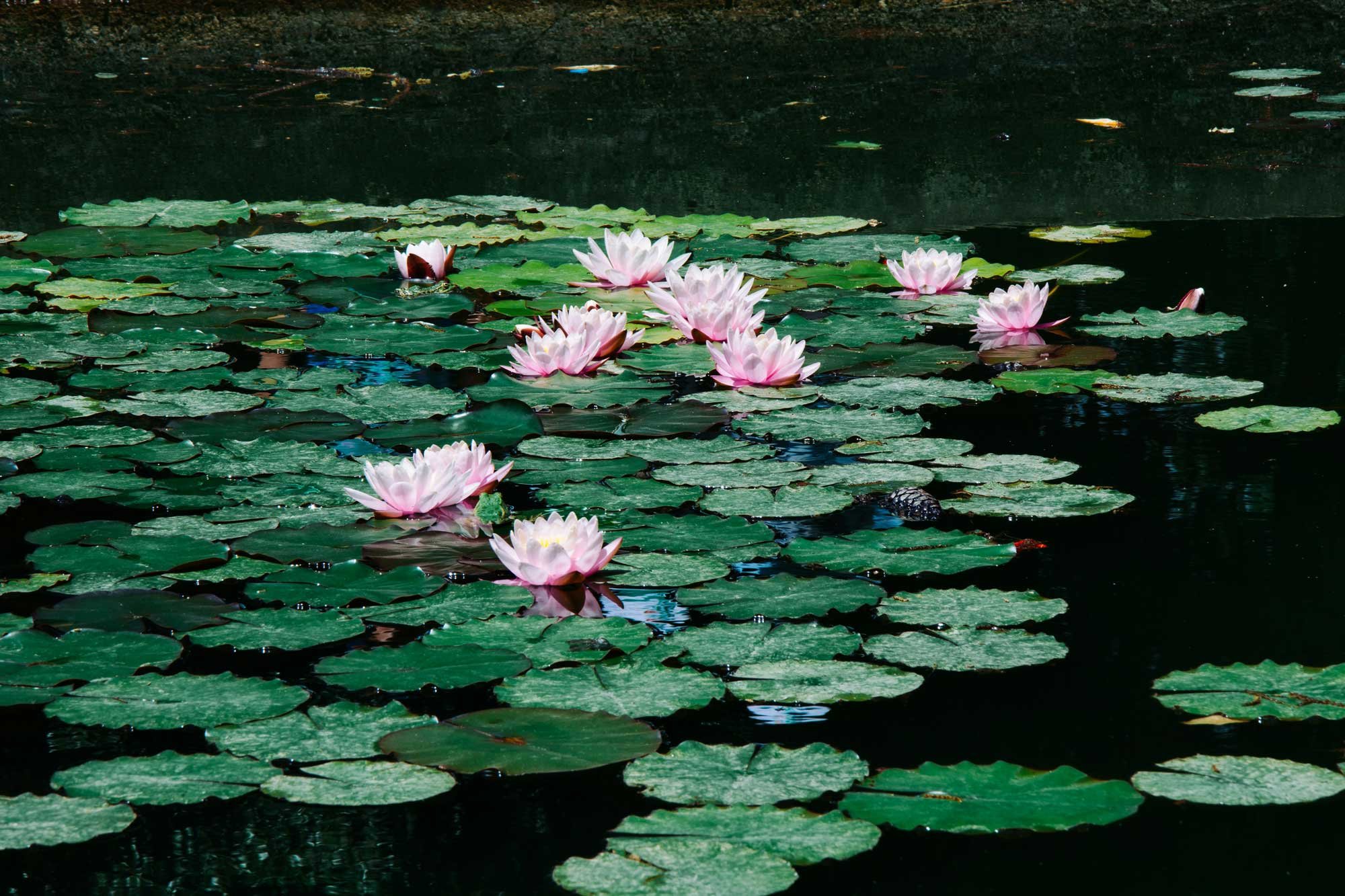 Pink water lilies floating on a pond with green lily pads and dark water.