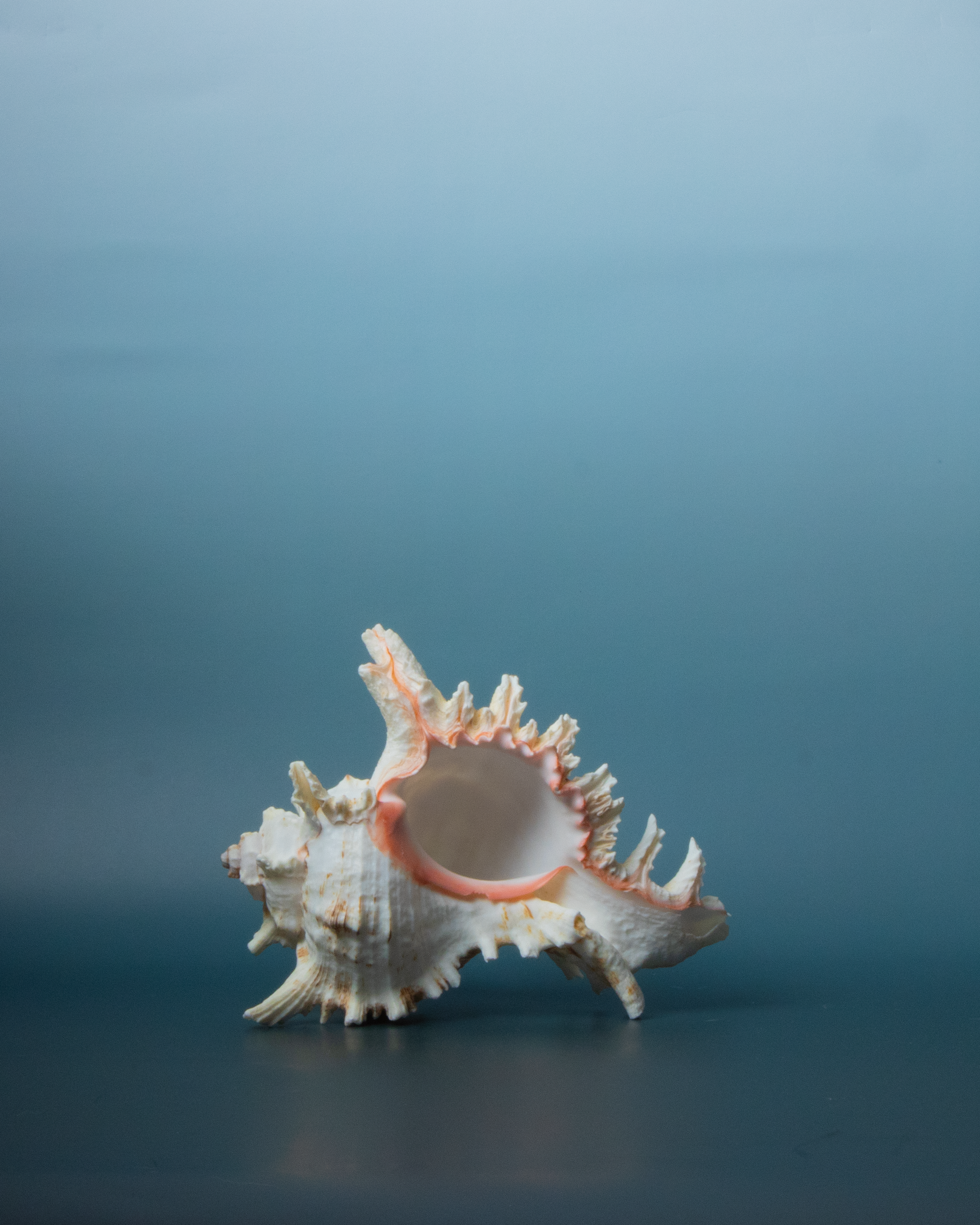 A still life image white and pink seashell with spiky edges, placed on a dark surface against a light blue background.