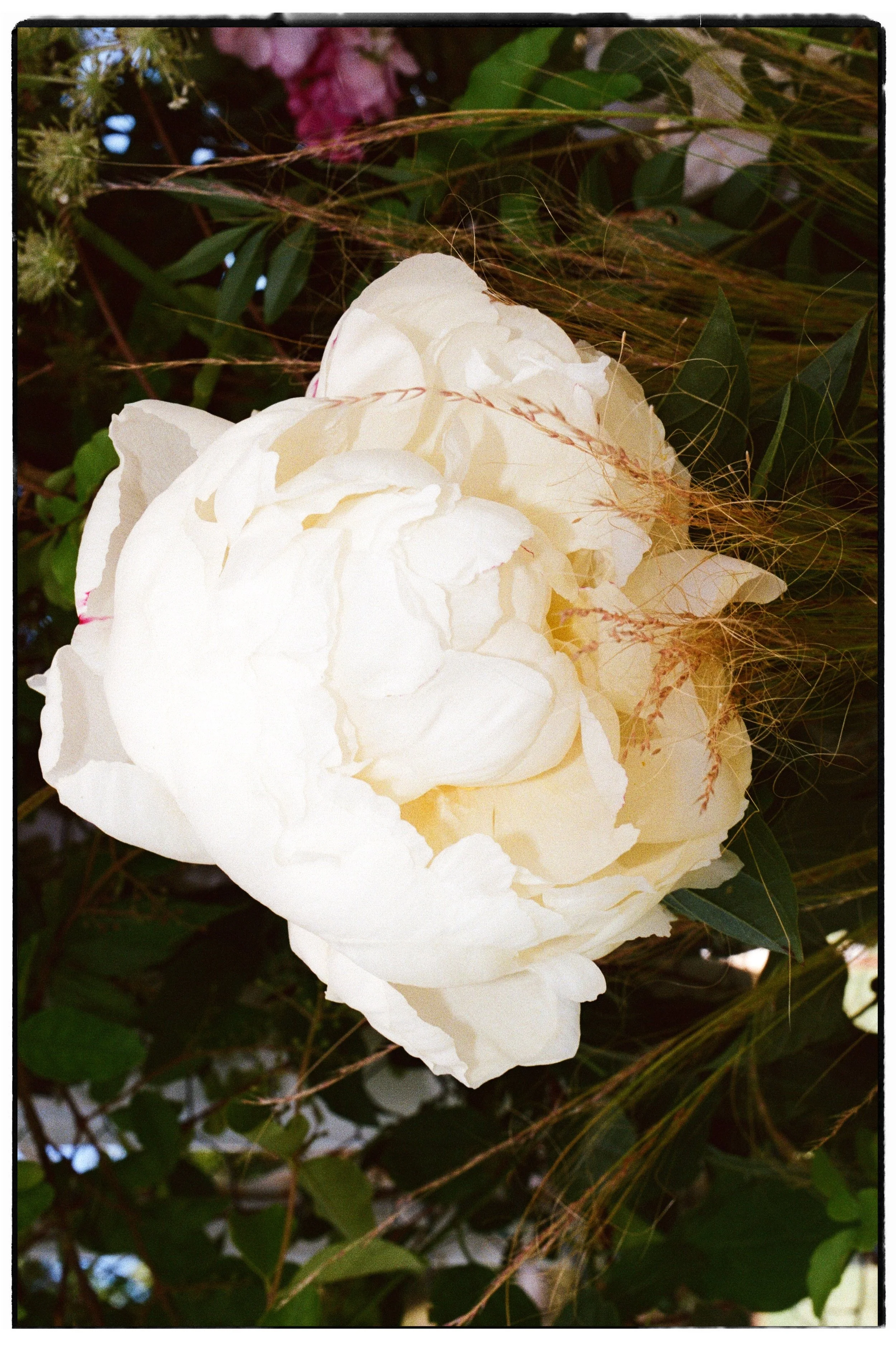 Alma Flower 09.jpg