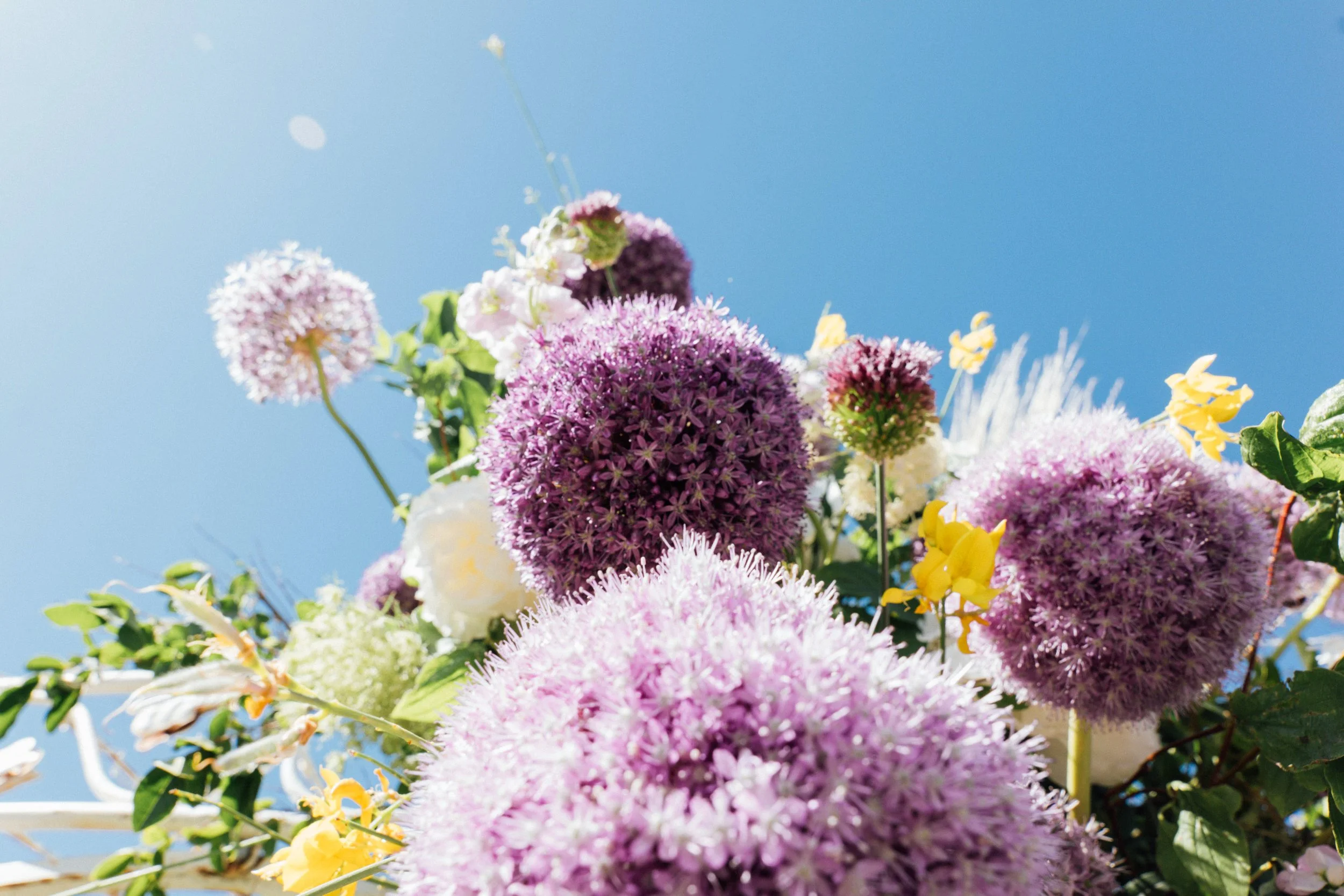 Alma Flower-19.jpg