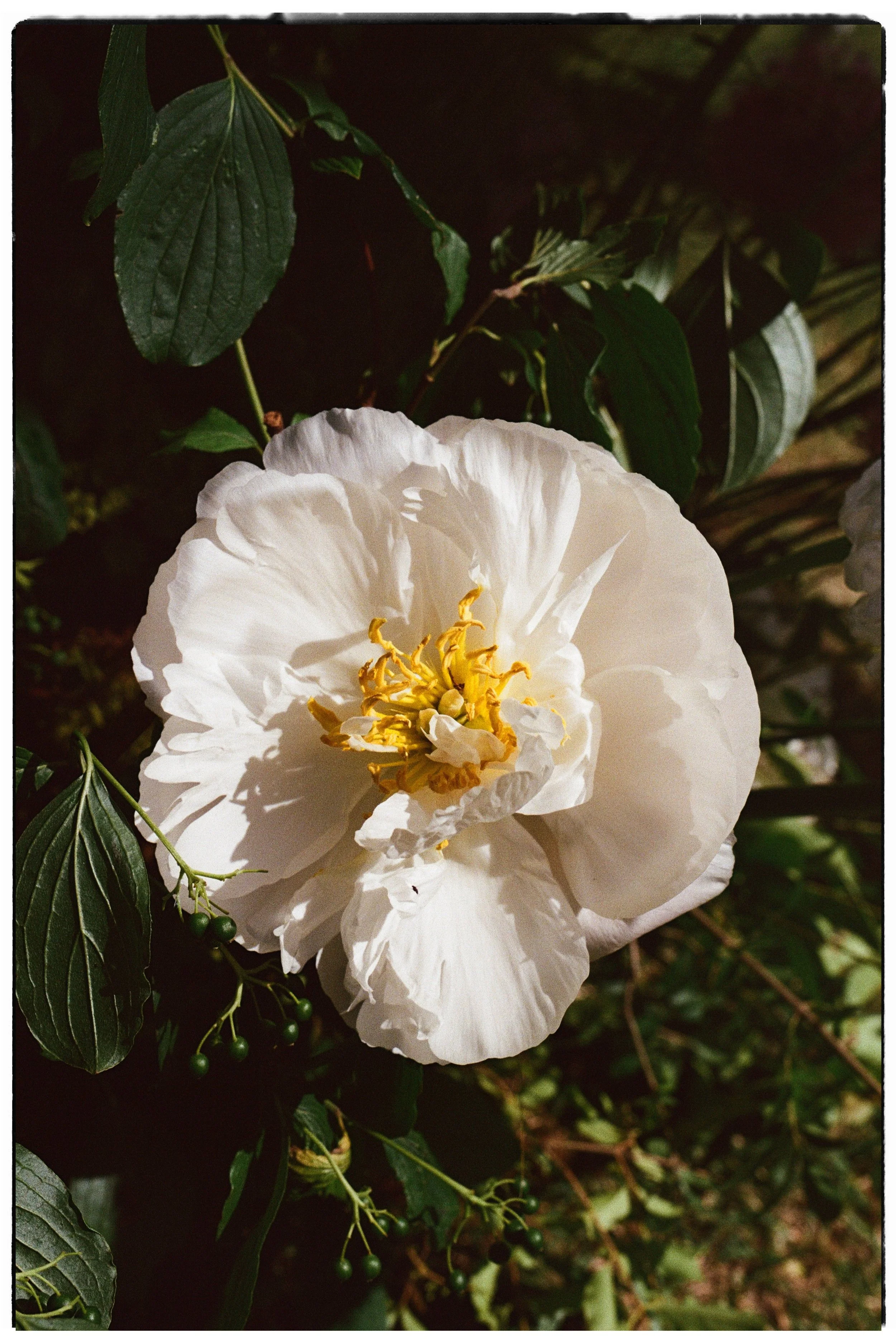Alma Flower 08.jpg