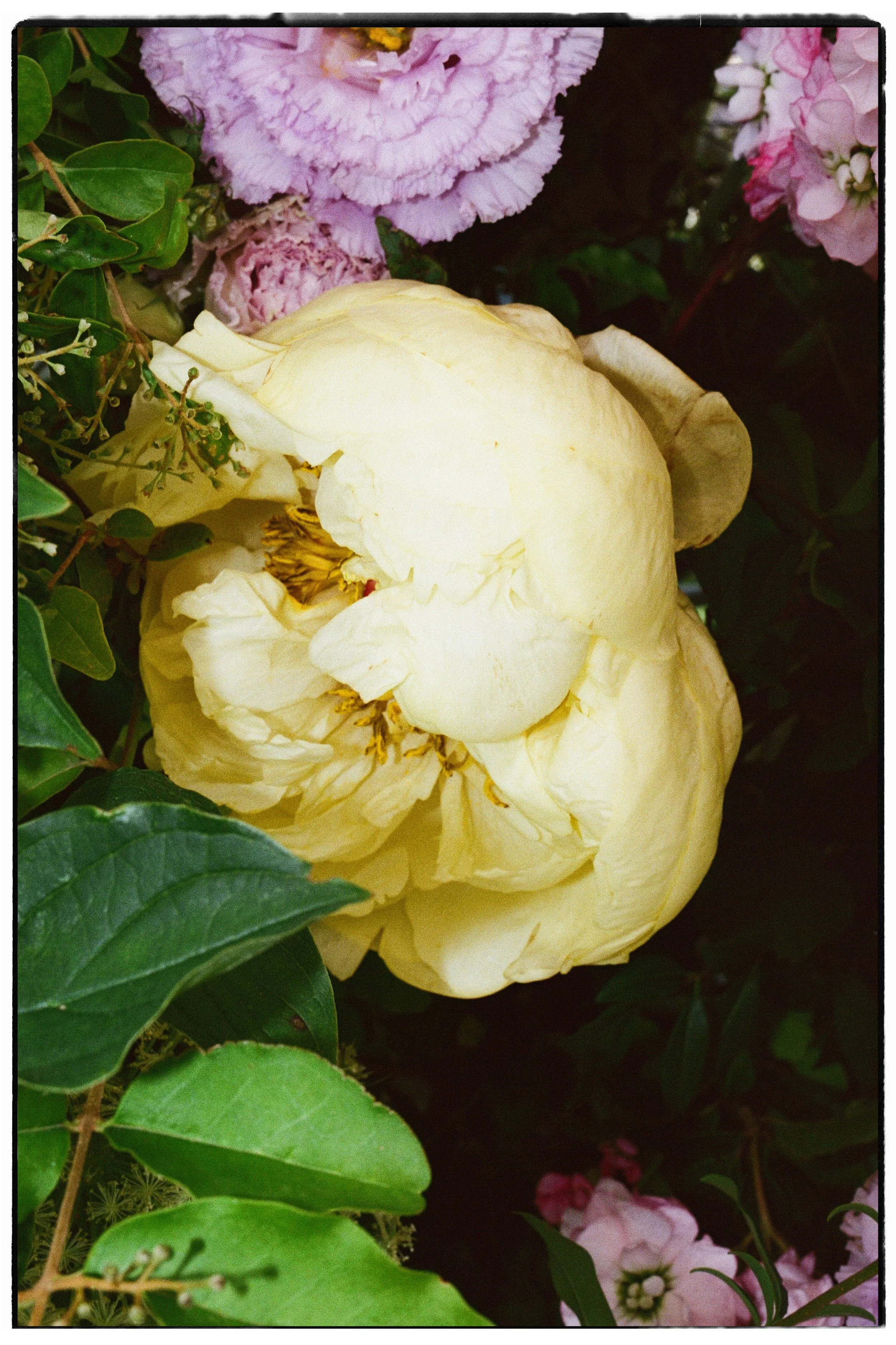 Alma Flower 10.jpg
