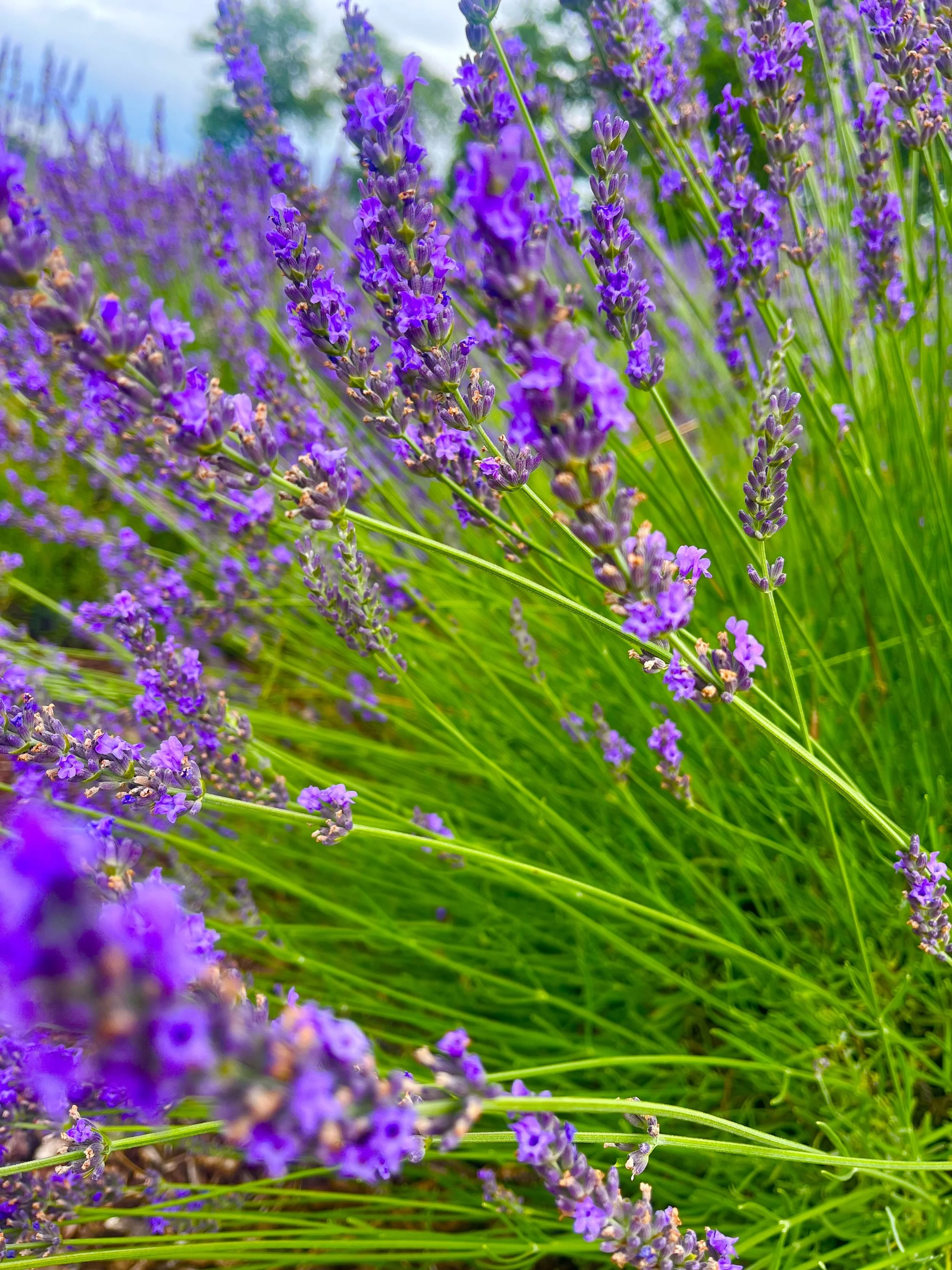 lavender.jpg
