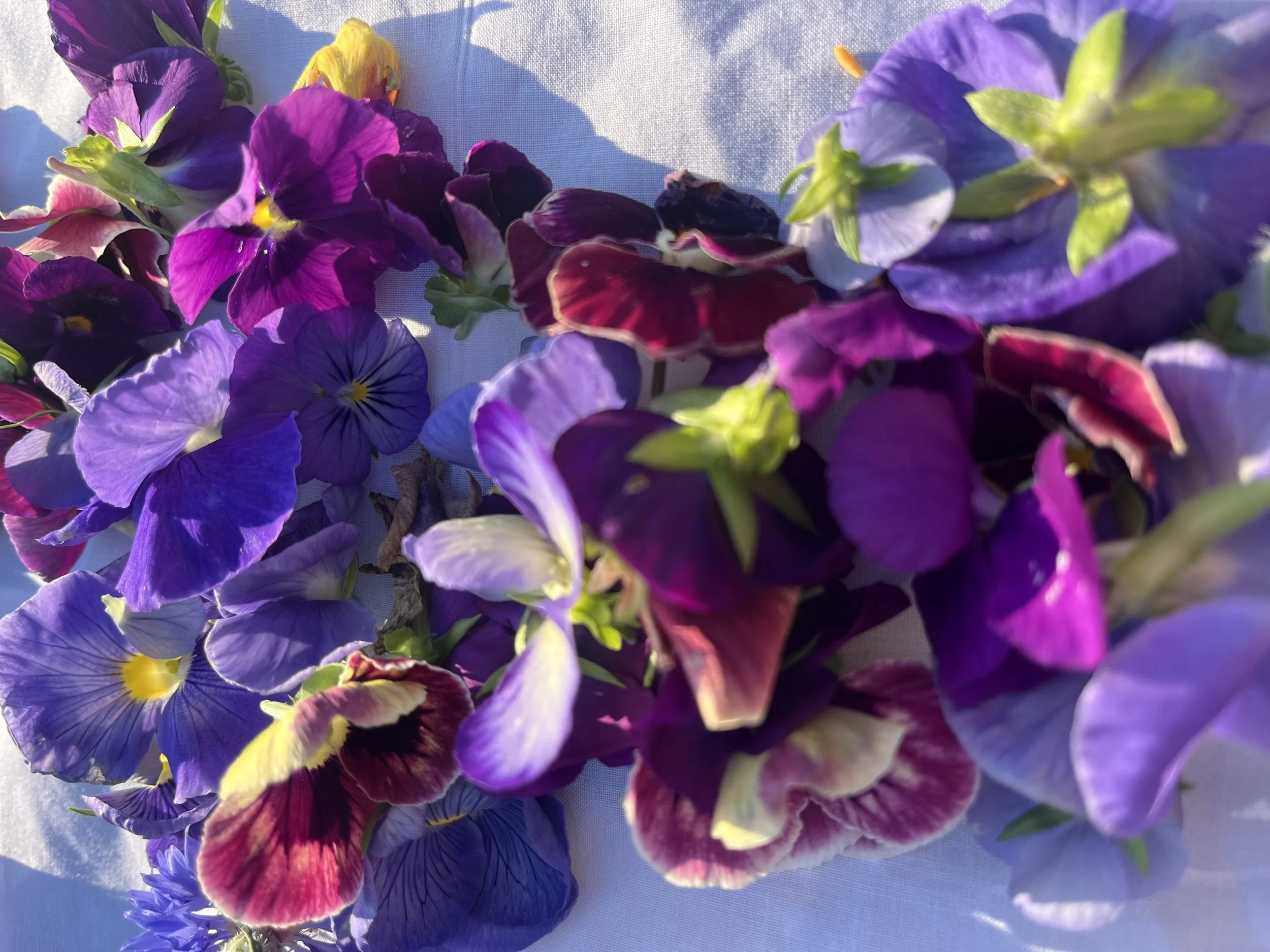 pansy.jpg