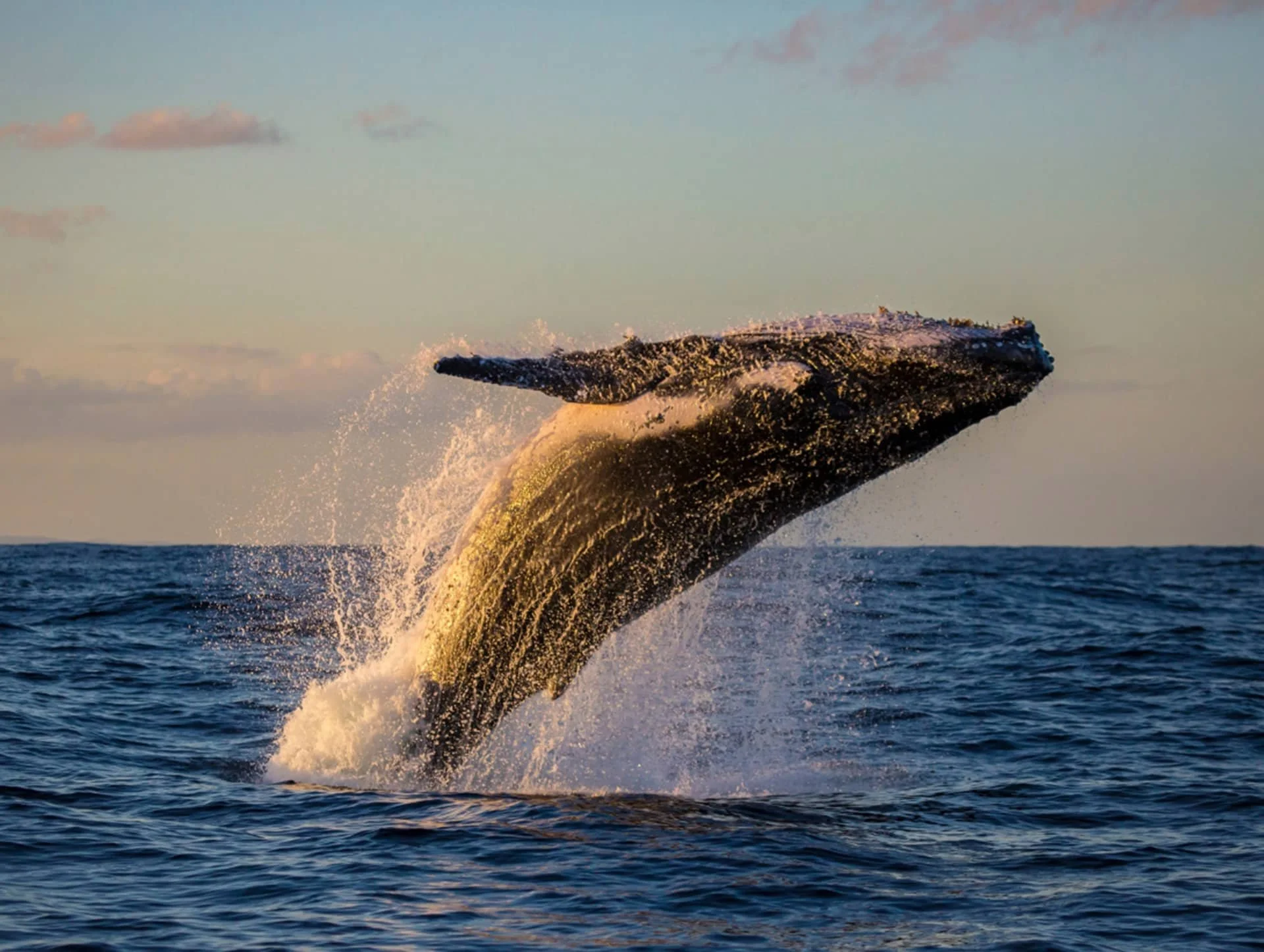 GFALC_Destination_Whale-1.jpeg