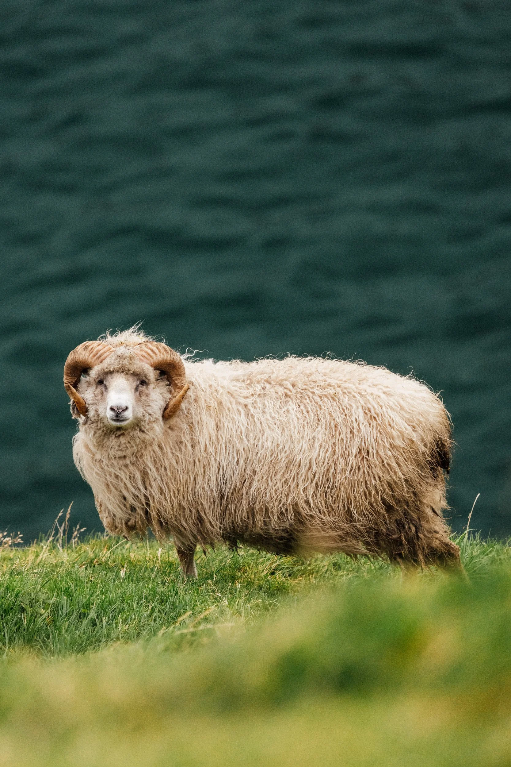 faroes-14.jpg