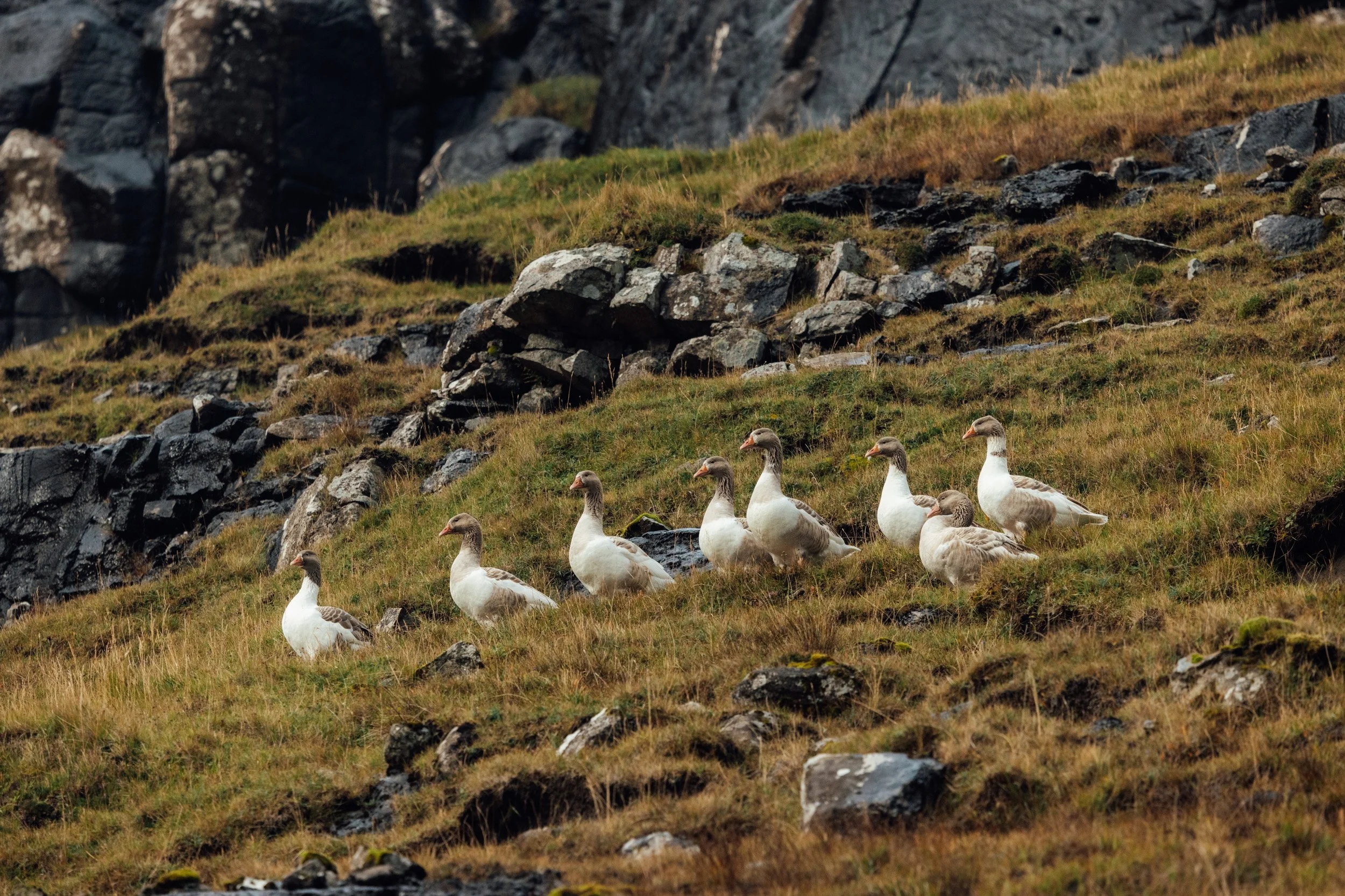 faroes-12.jpg