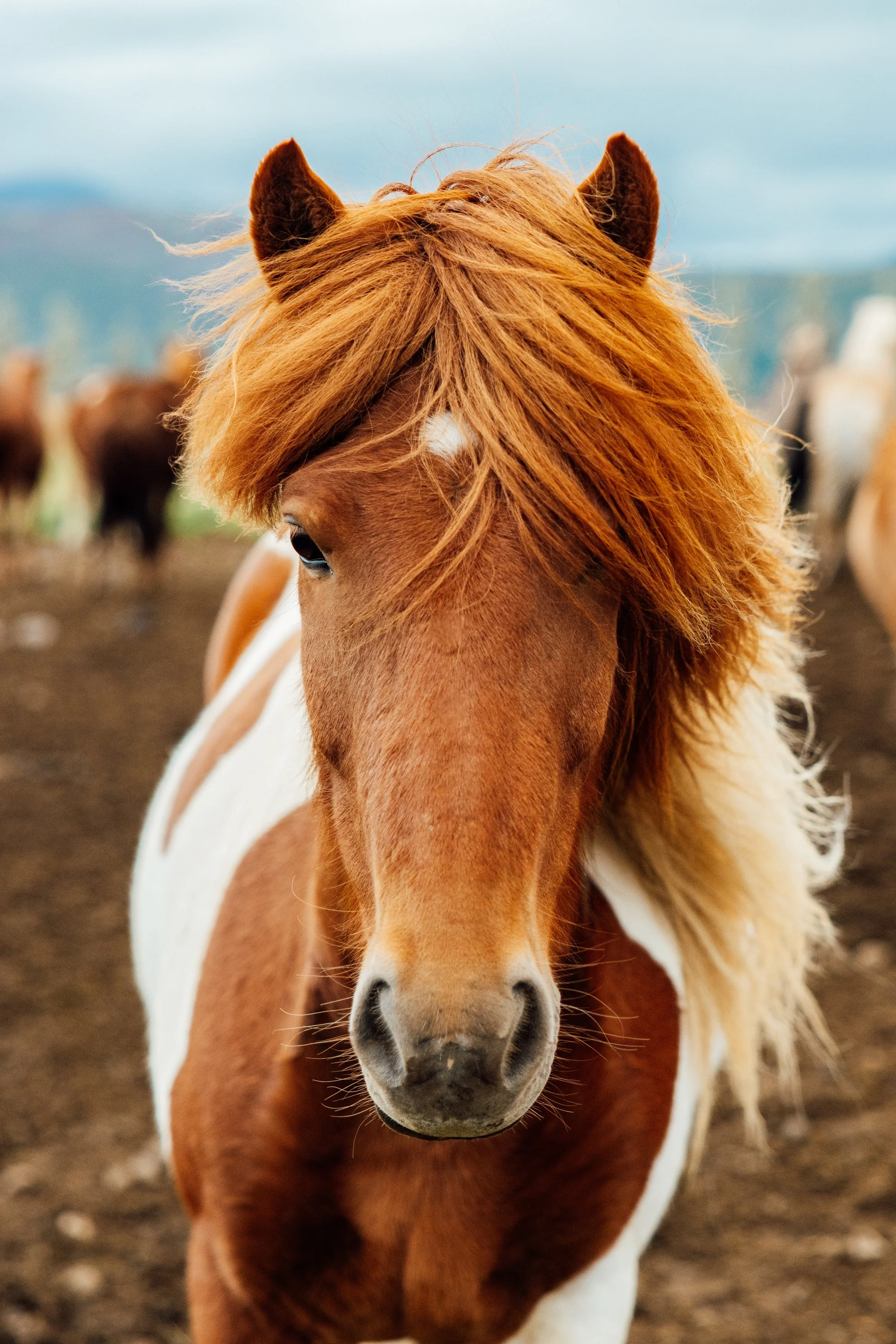 Close-up of a brown and white horse with a flowing mane on a farm with other horses in the background.