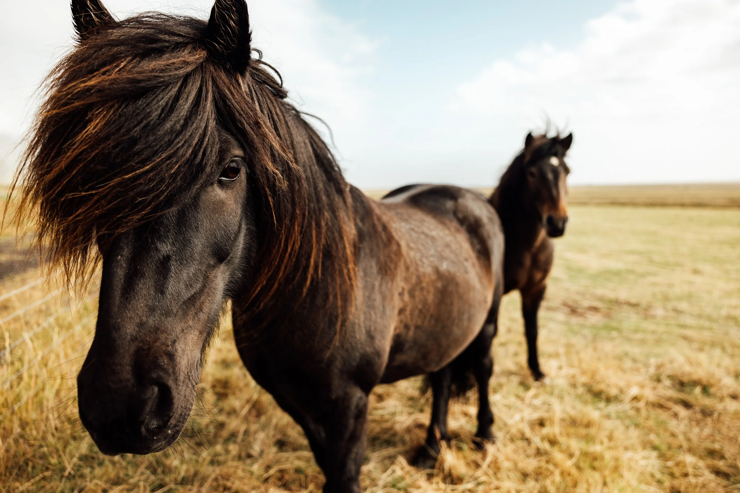 Close-up of a black horse with a long mane in a pasture, with a second horse in the background.