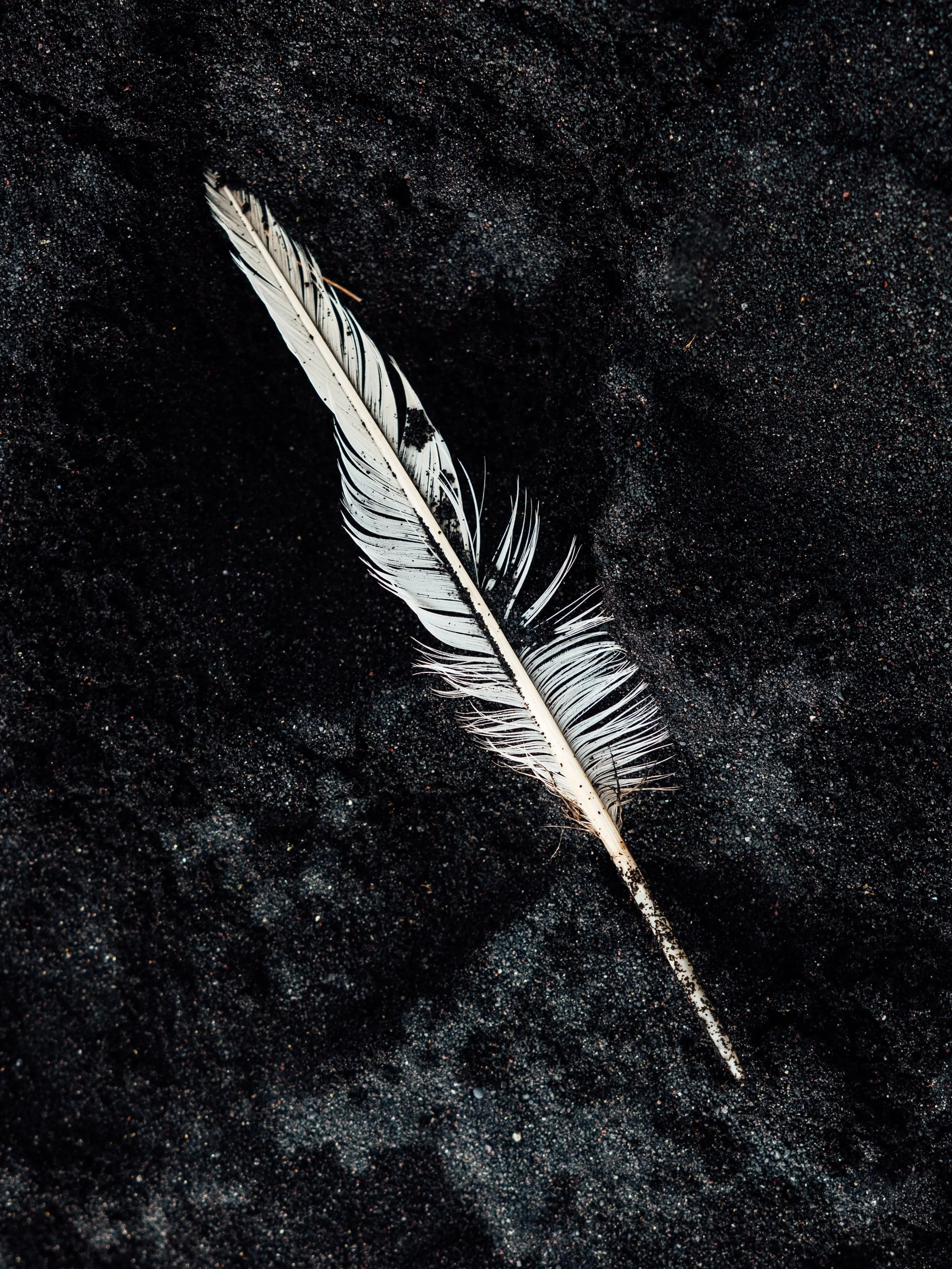 A black and white feather resting on black sand.