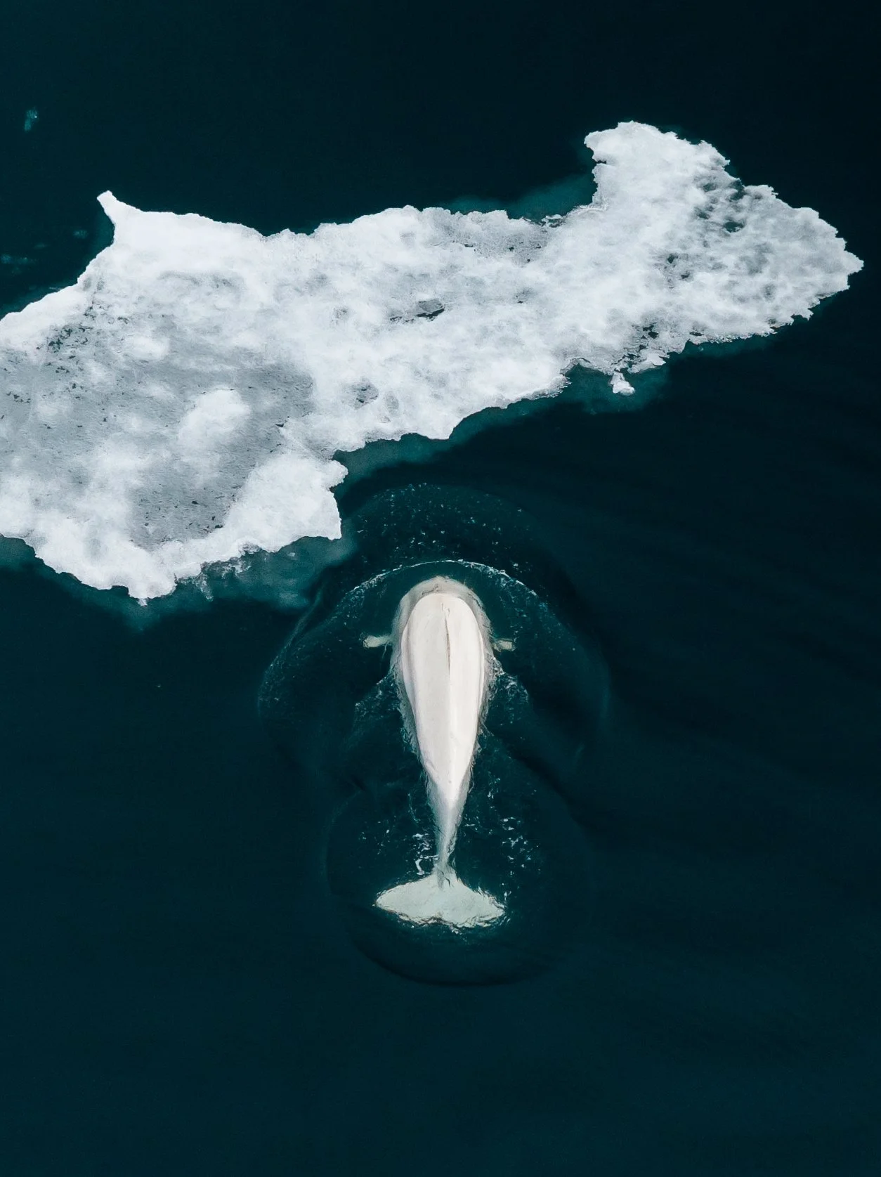 beluga-41.jpg