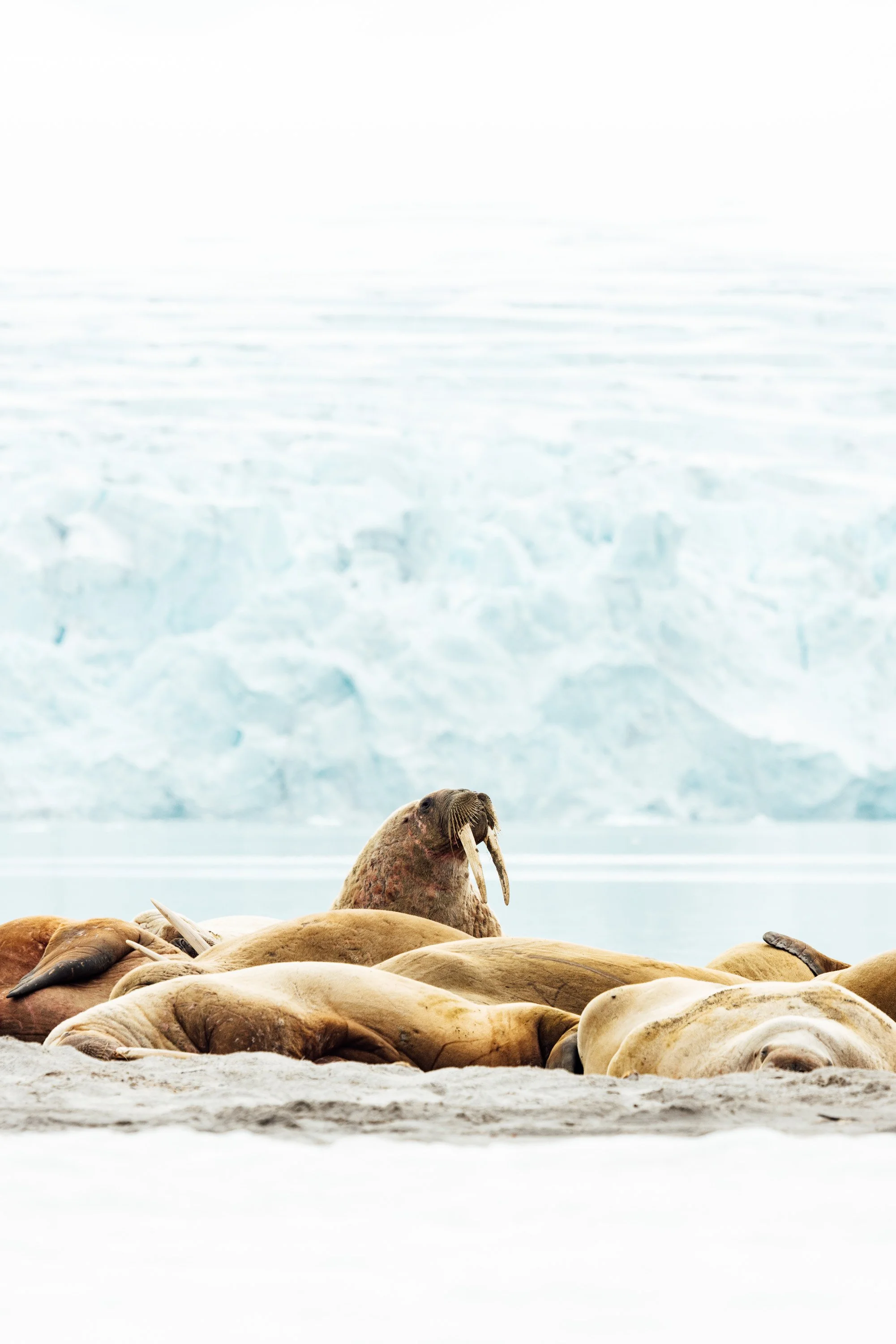 svalbard-17.jpg