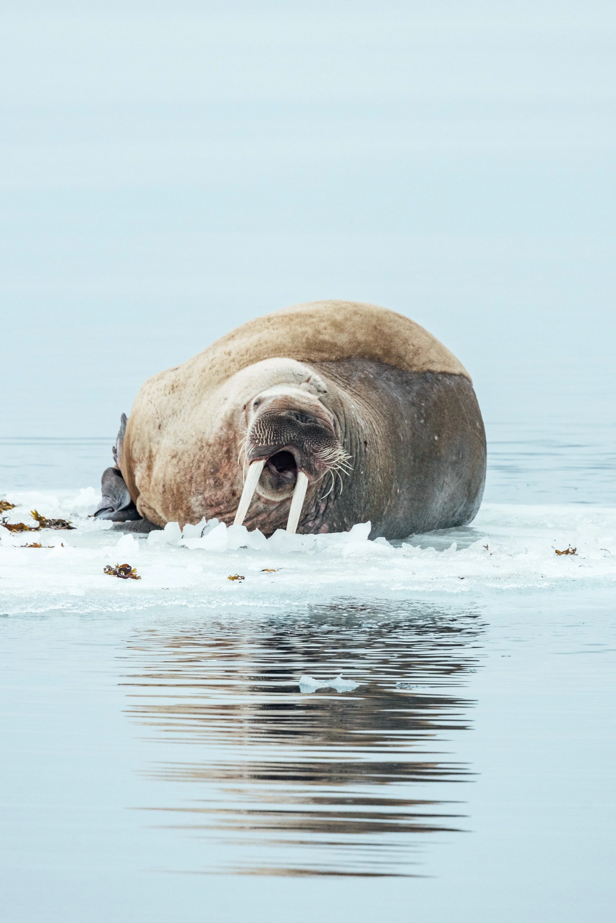 svalbard-3.jpg