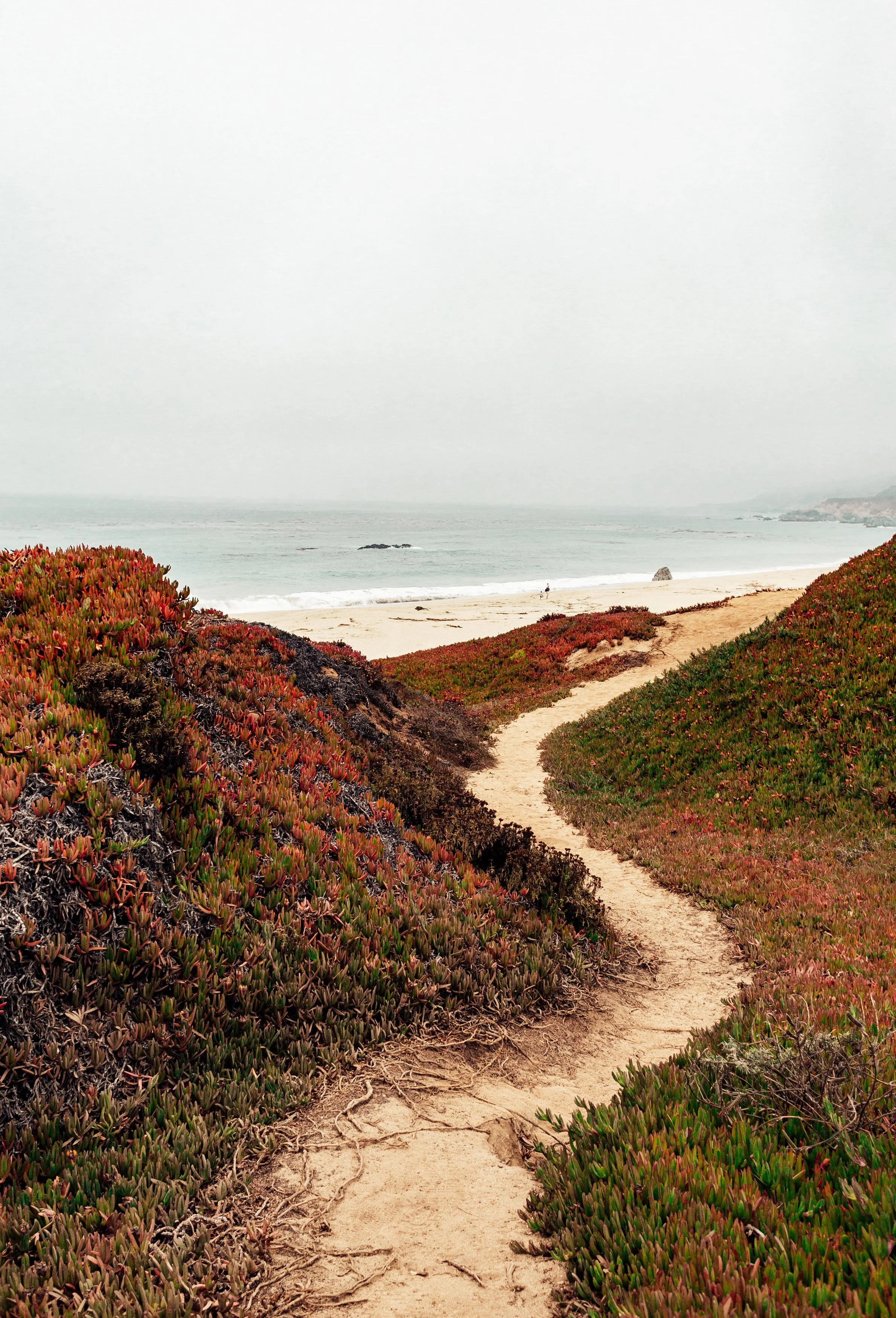 A sandy beach with a narrow dirt path leading through green and reddish beach vegetation toward the ocean on a foggy day.