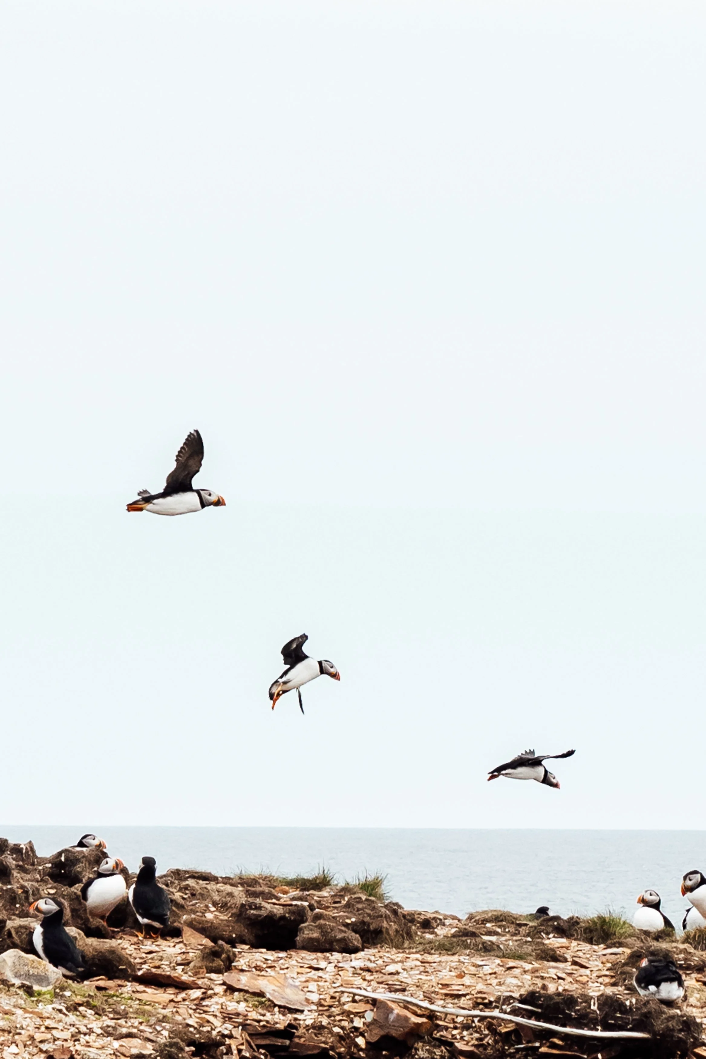 Seabirds, including puffins, flying and resting on rocky cliffs by the ocean on a cloudy day.