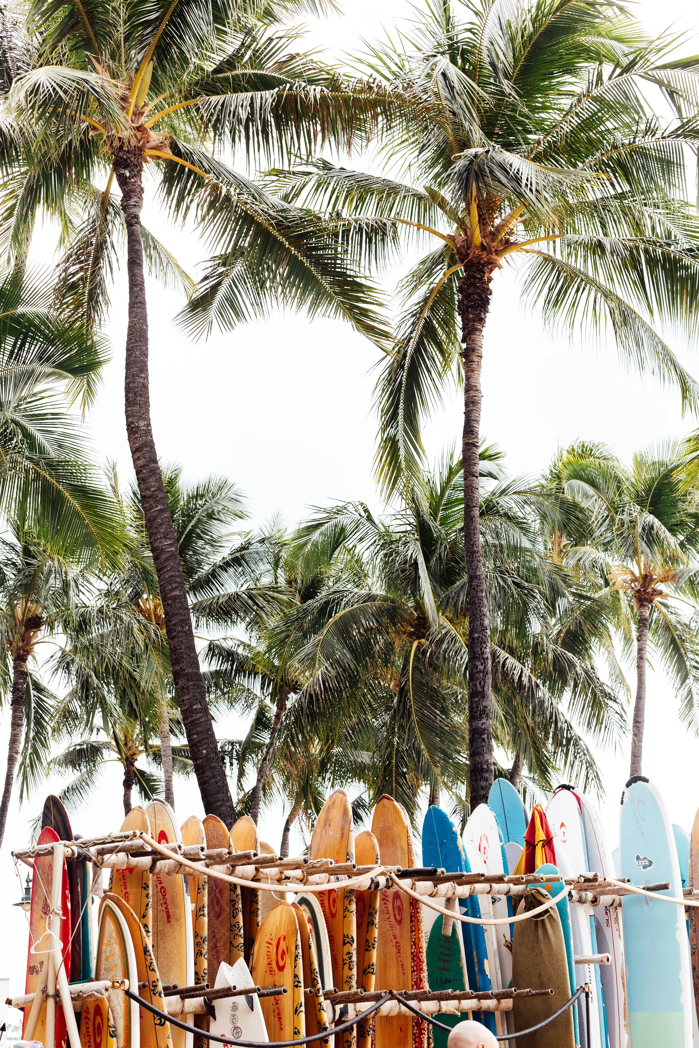 Row of colorful surfboards leaning against a wooden fence with palm trees in the background.