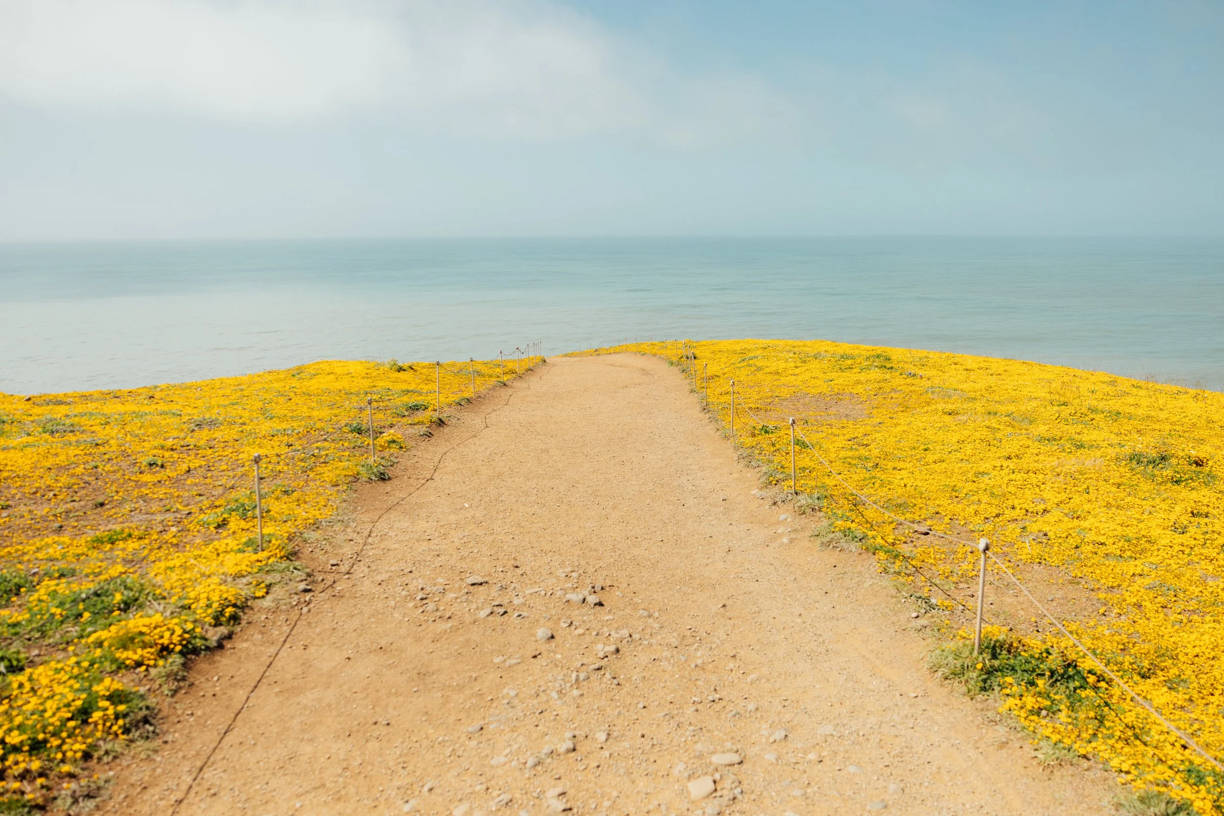 A dirt pathway bordered by yellow flowers leading to the ocean with a cloudy sky above.