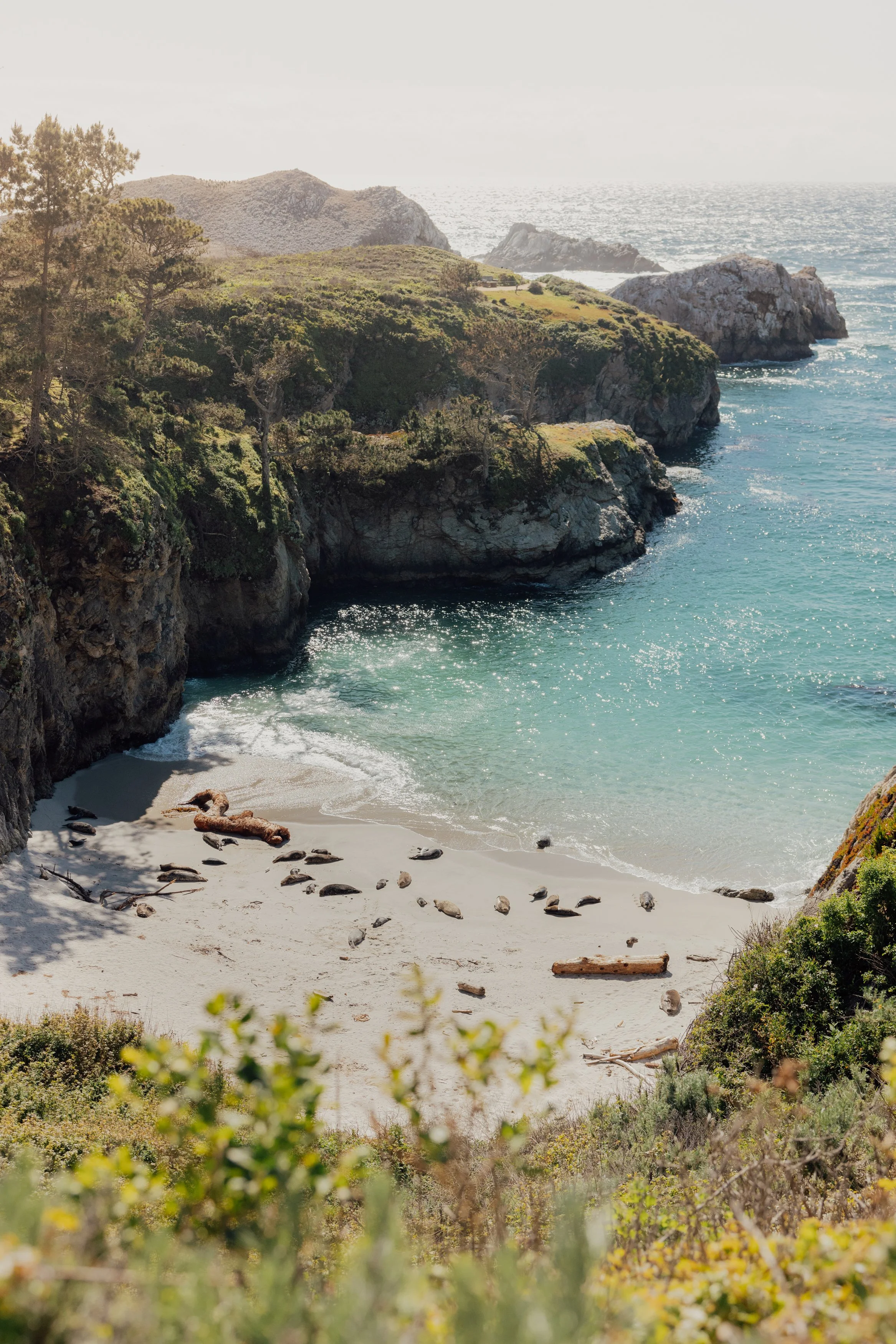 A secluded cove with a sandy beach surrounded by green cliffs, sea lions resting on the sand, and the ocean in the background.