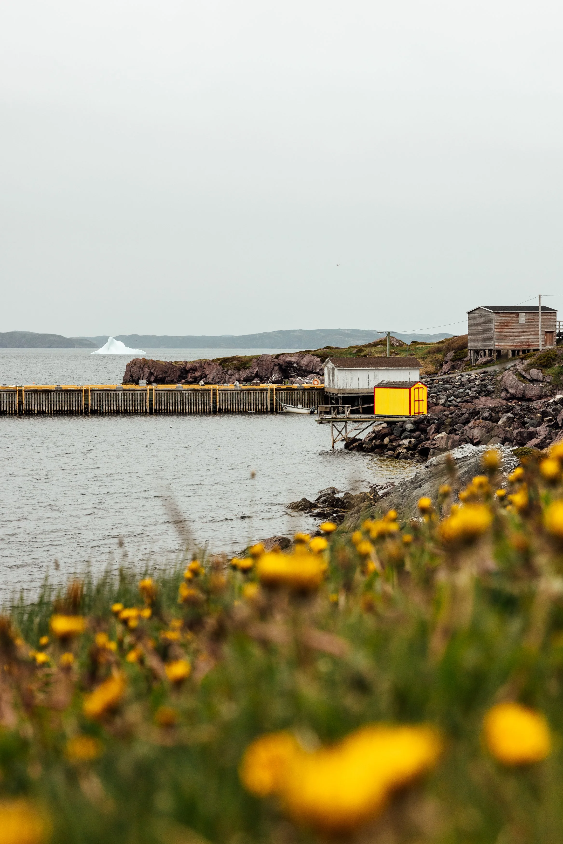 A coastal scene with rocky shoreline, small wooden houses, a yellow shed, a boat, a pier, and an iceberg in the distance under a gray sky, with yellow flowers in the foreground.