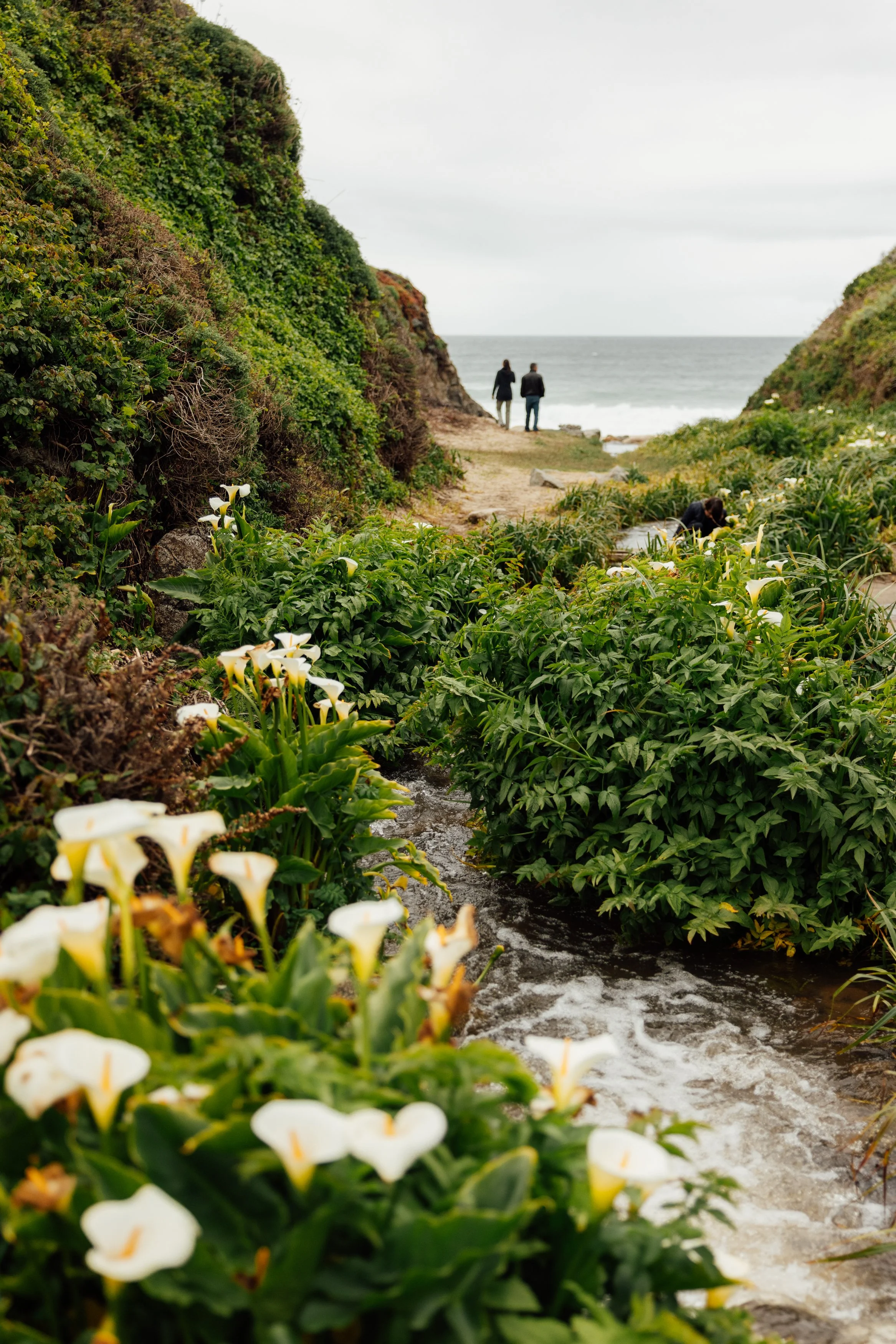 People walking near the coastline with lush green plants and flowers in the foreground, and the ocean in the background under an overcast sky.