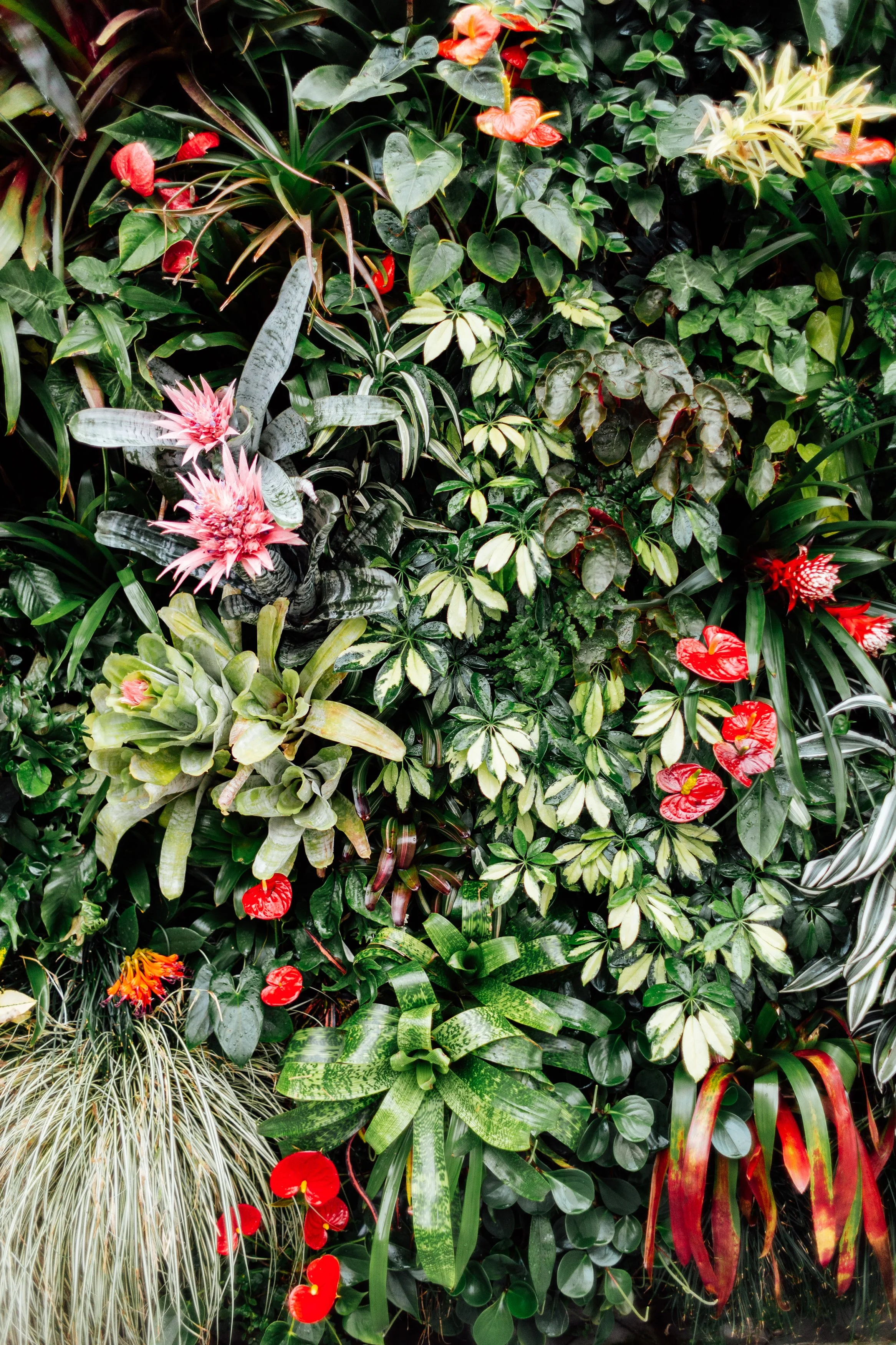 A diverse collection of tropical plants, including various green leafy plants, pink flowers, and red flowers, arranged densely.