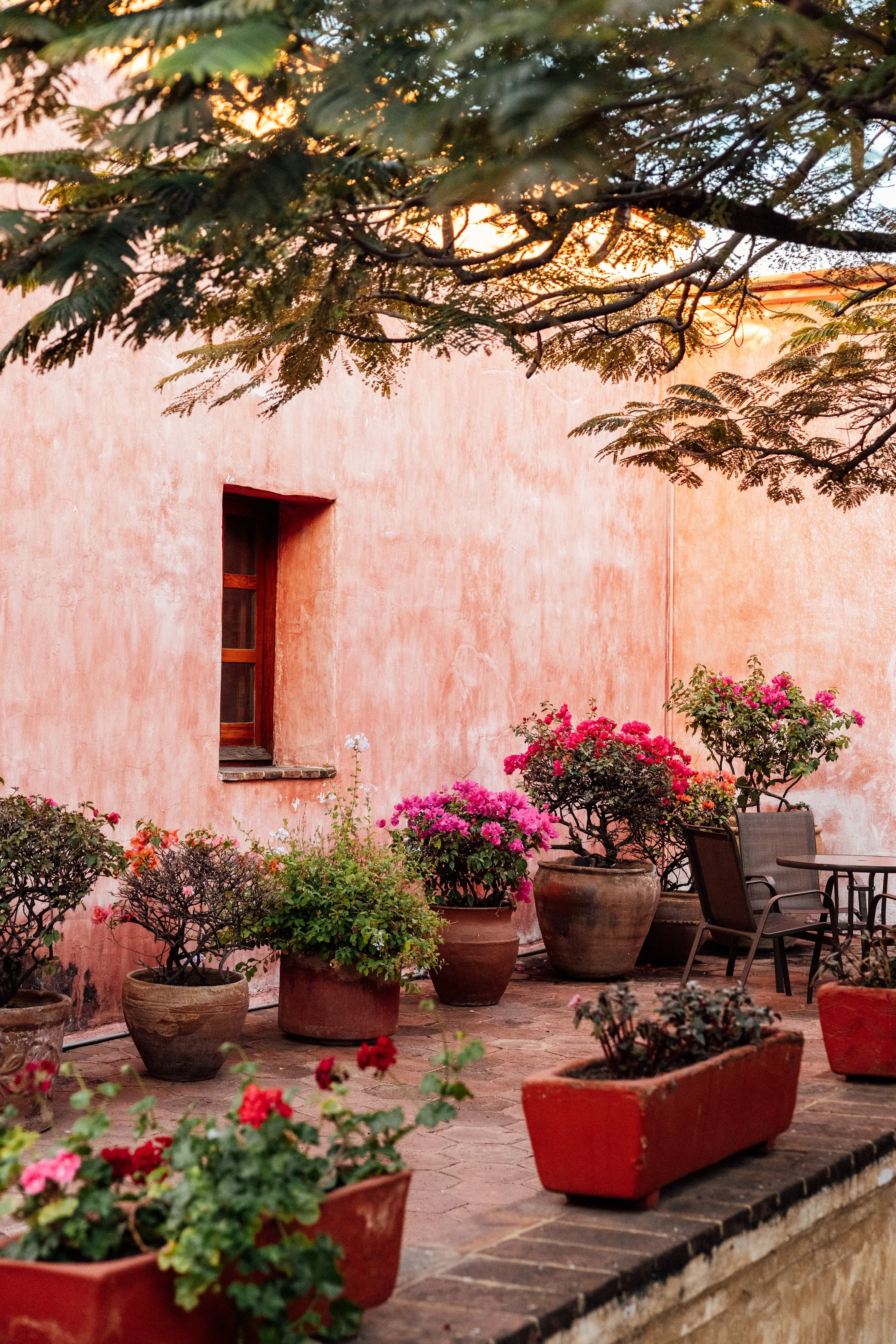 Sunlit pink stucco wall with a small wooden window, surrounded by potted pink and red flowering plants and green shrubs on a brick patio, partially shaded by tree branches.