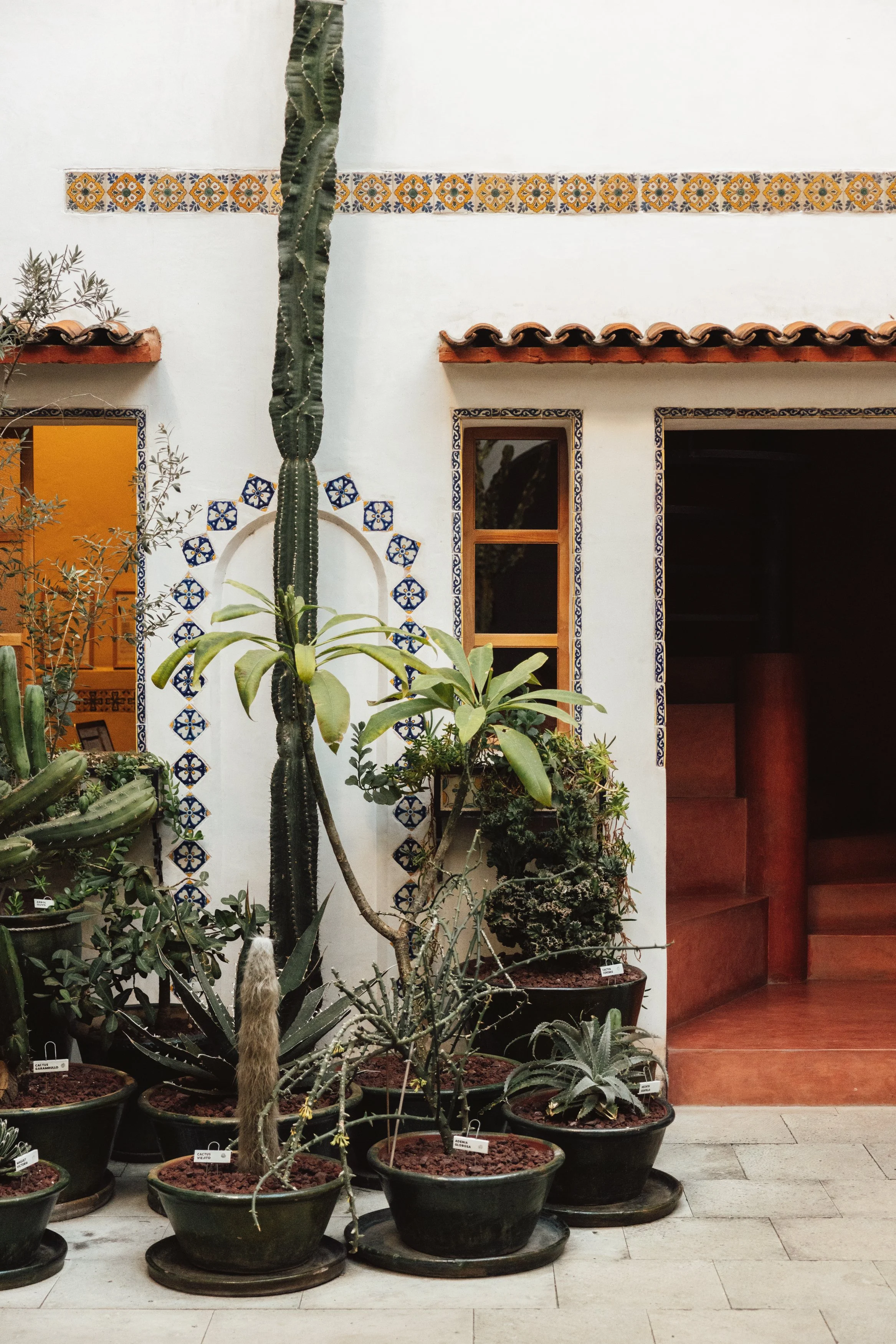 Indoor courtyard with potted cacti and succulents, white walls decorated with colorful patterned tiles, and a doorway with wooden steps leading upward.