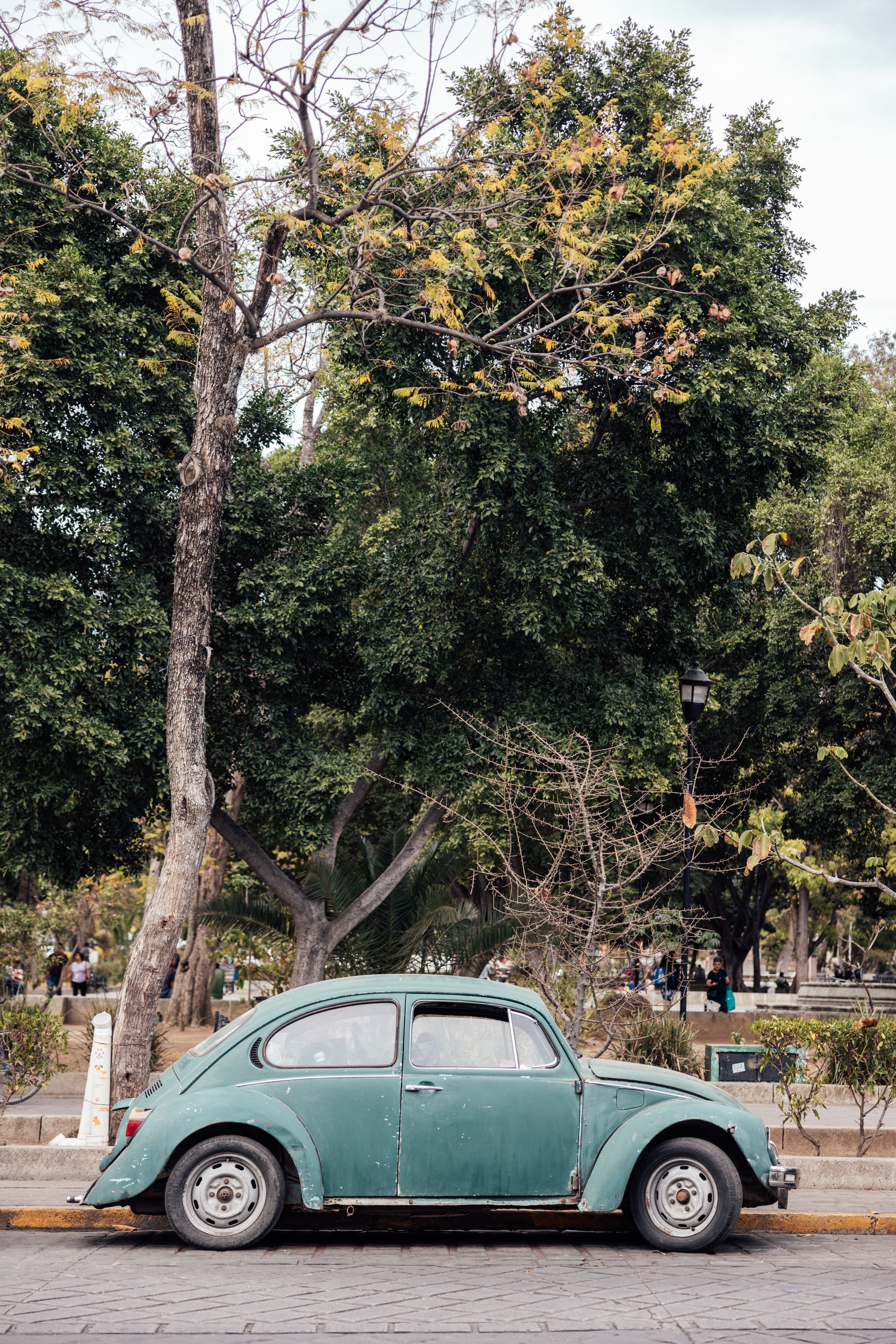 An old, green Volkswagen Beetle car parked along a street with trees and a park in the background.