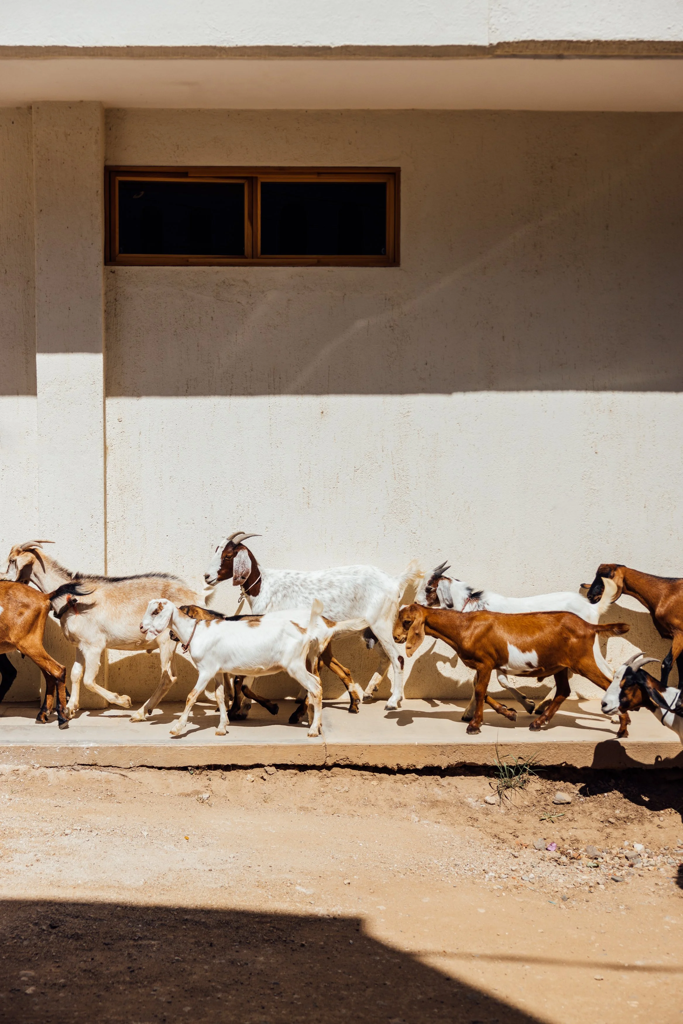 Group of goats walking along a sidewalk outside a beige building with a window