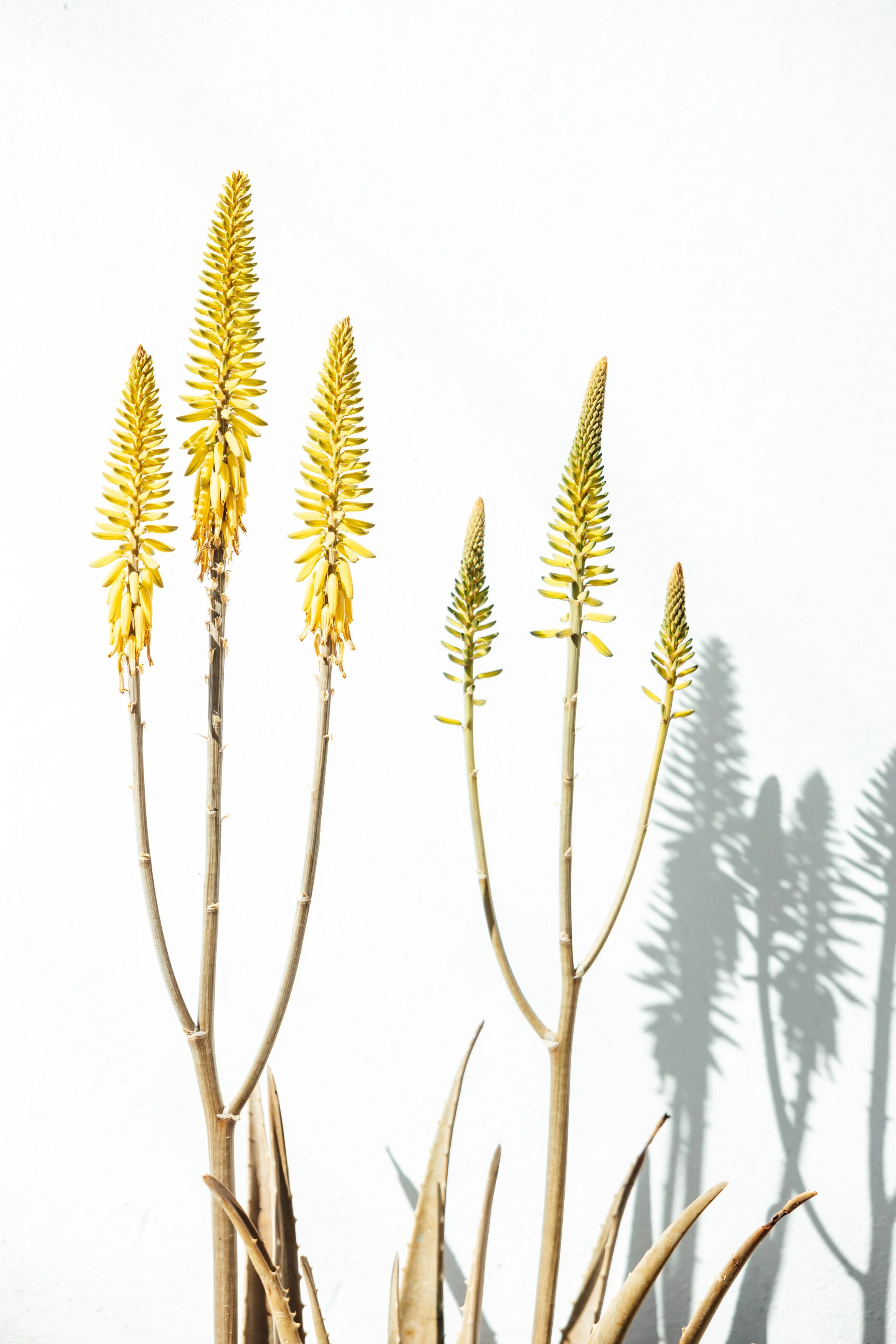 Dried yellow flowers with long stems and shadows cast on a white background.