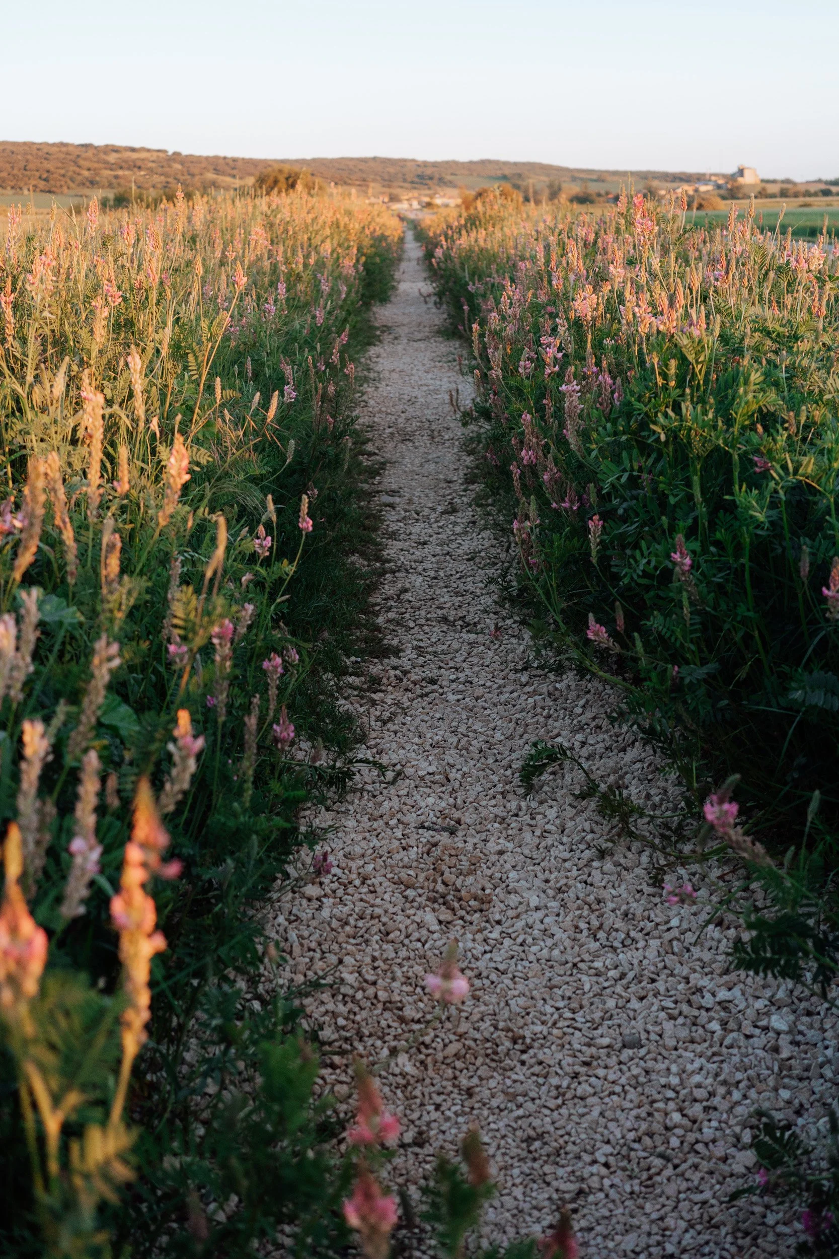 camino-77.jpg