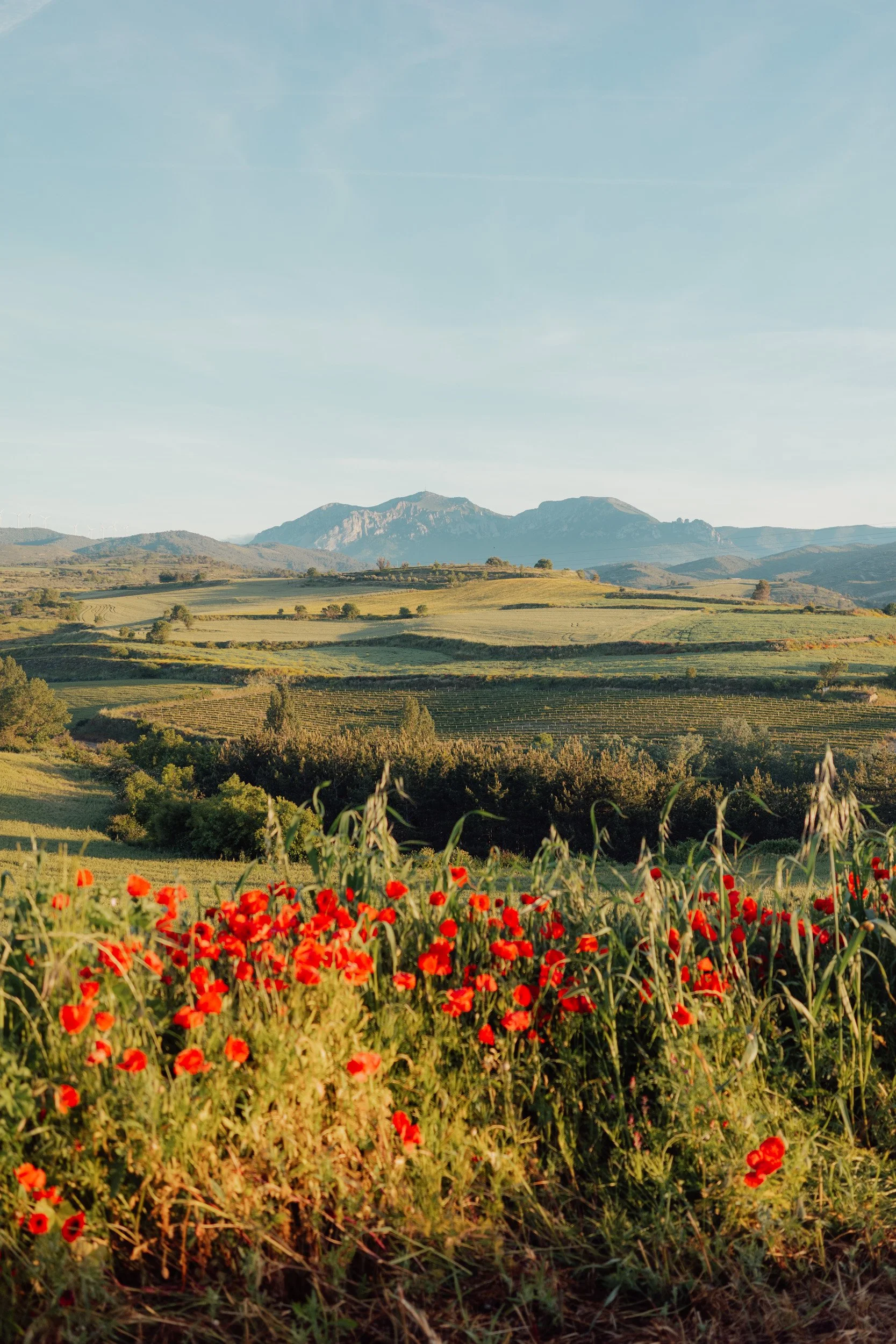 camino-51.jpg