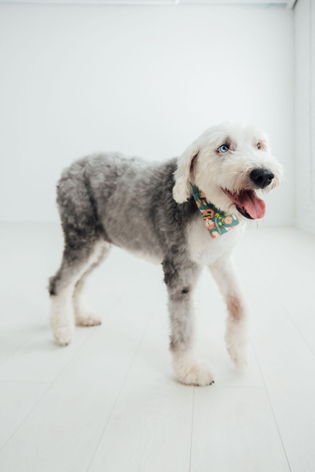 izzy-11.jpg