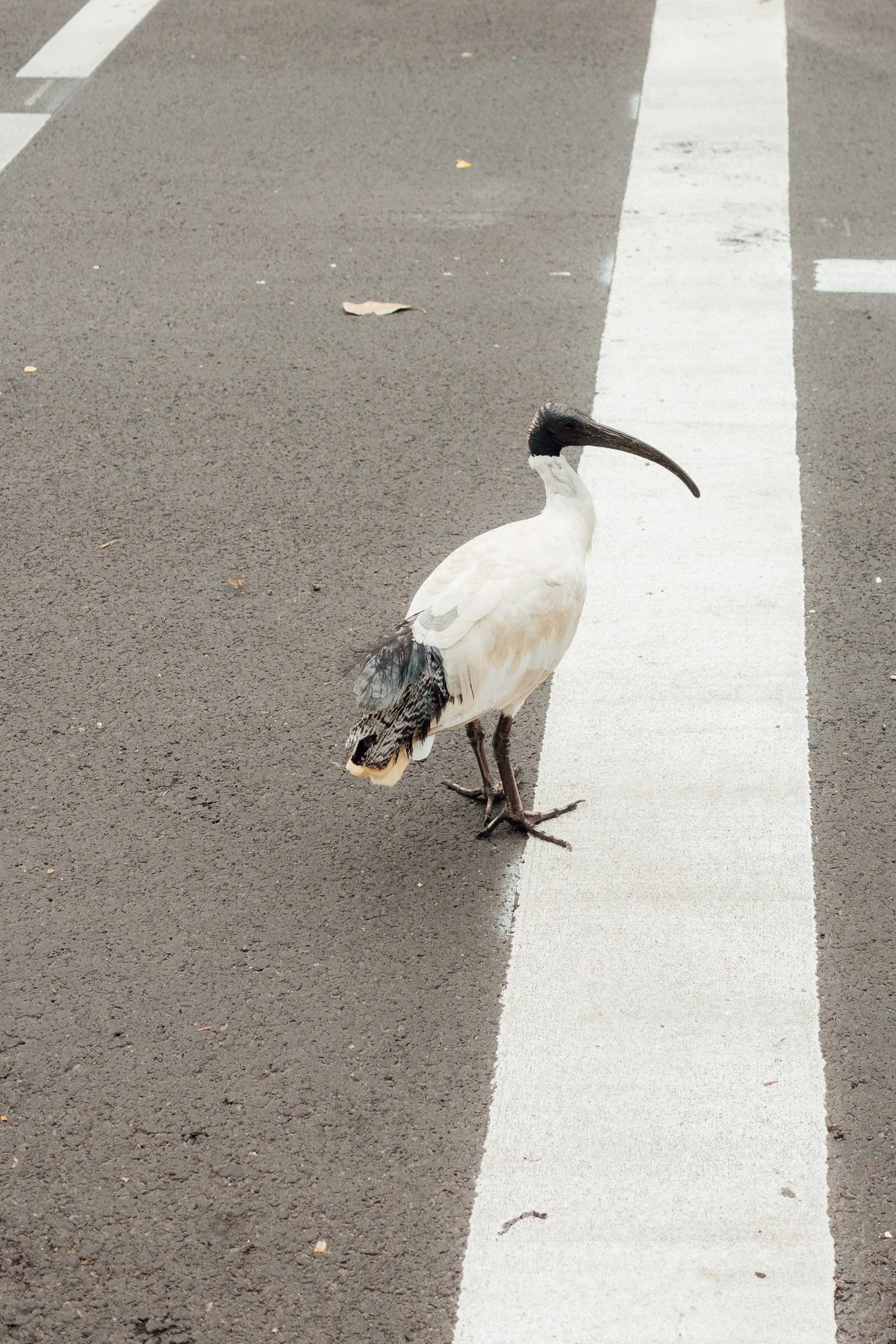 australia-8.jpg