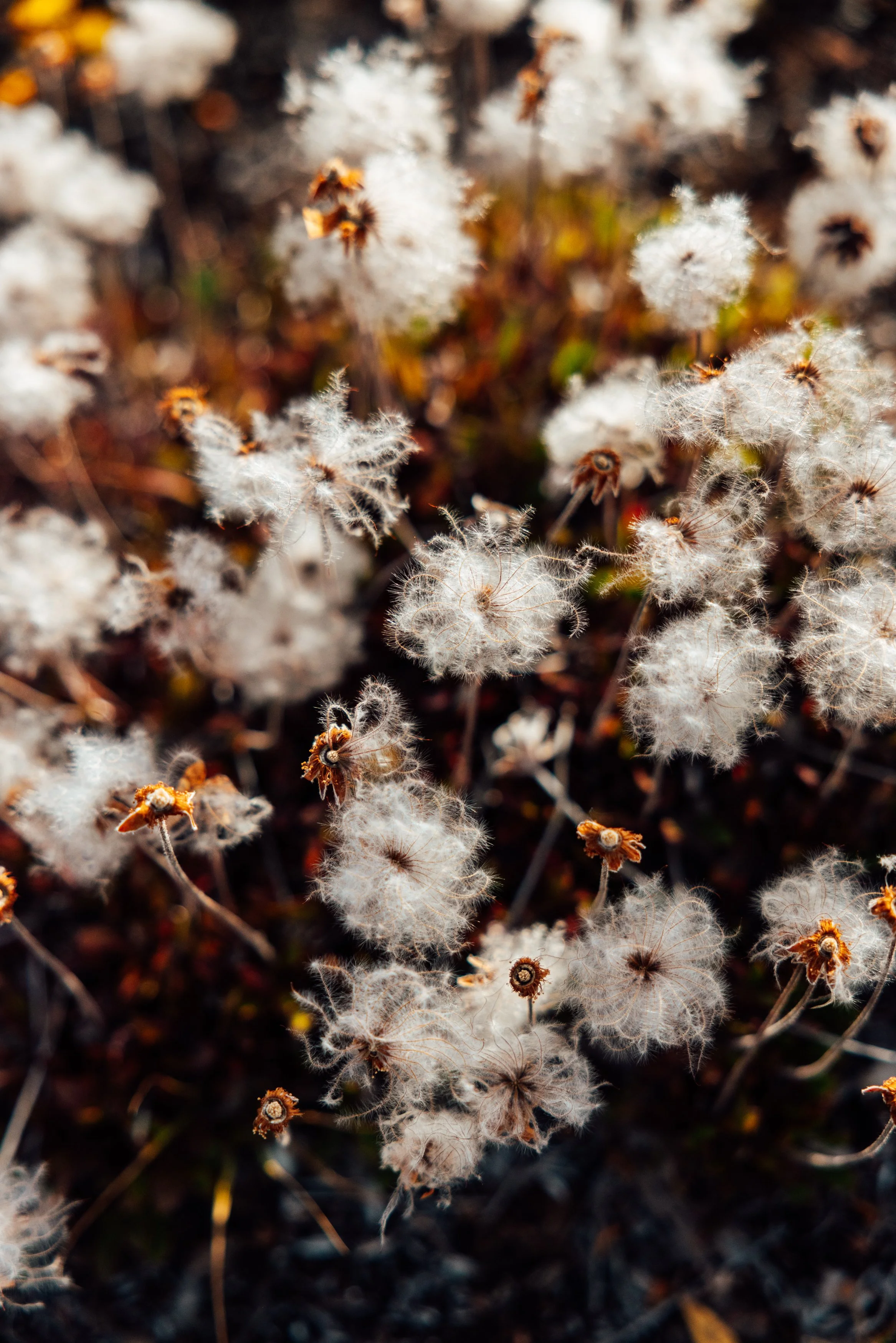 Close-up of fluffy white dandelion seed heads among brown and green plant debris in a natural setting.