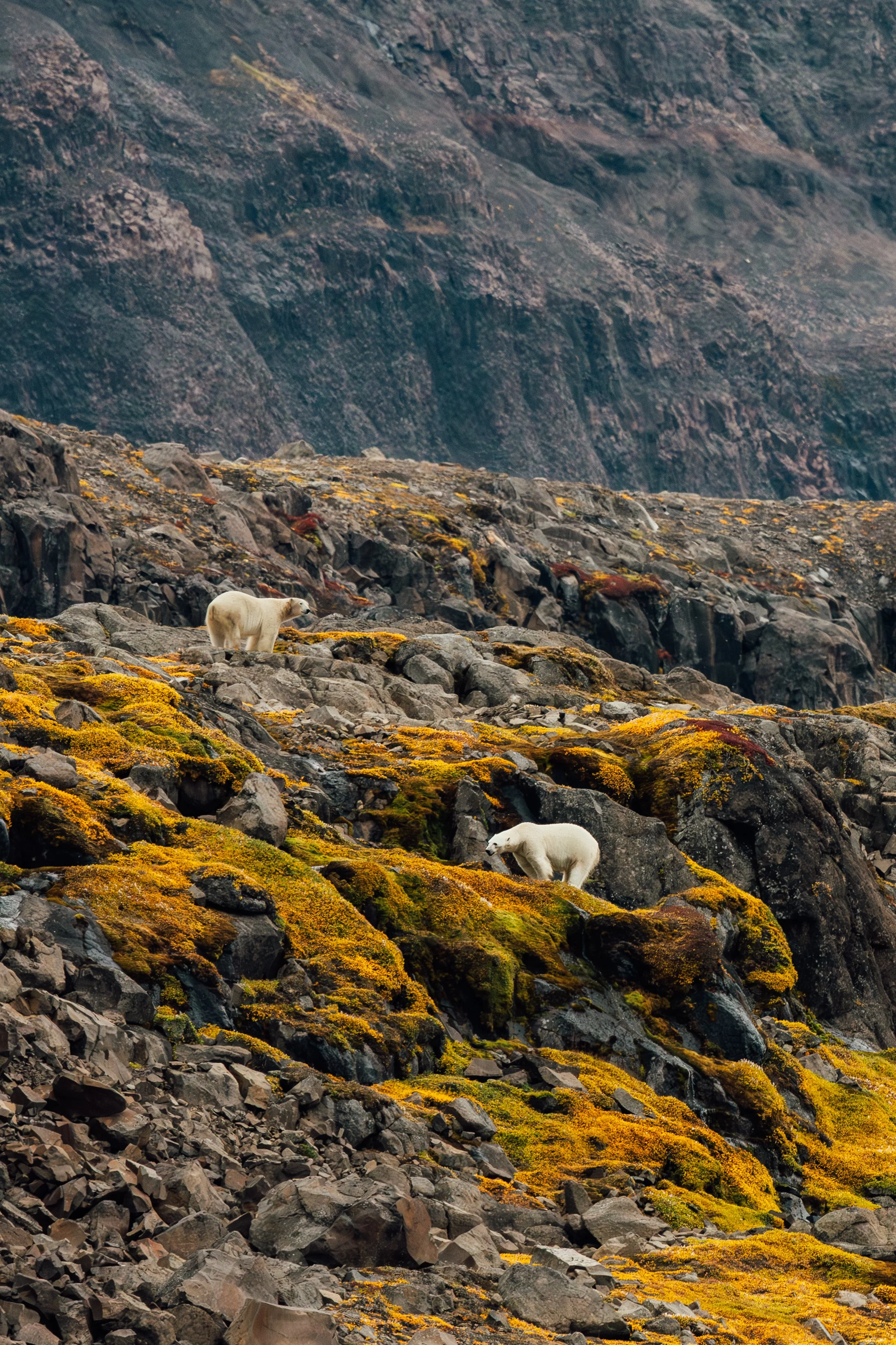 Two polar bears on a rocky, moss-covered mountainside with steep cliffs in the background.