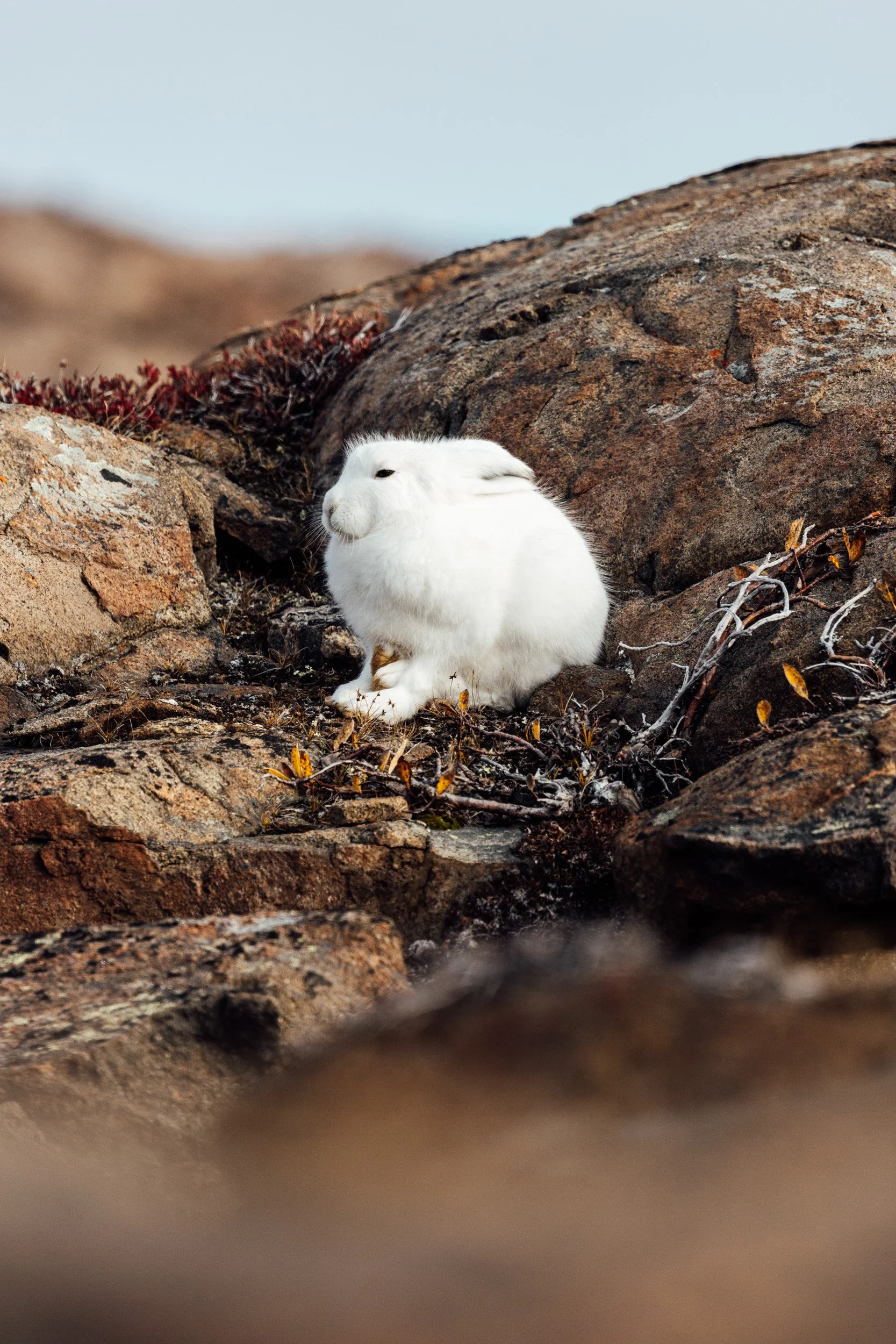 greenland-greatexped-9.jpg