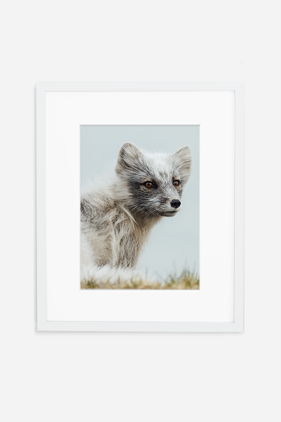 Arctic Fox