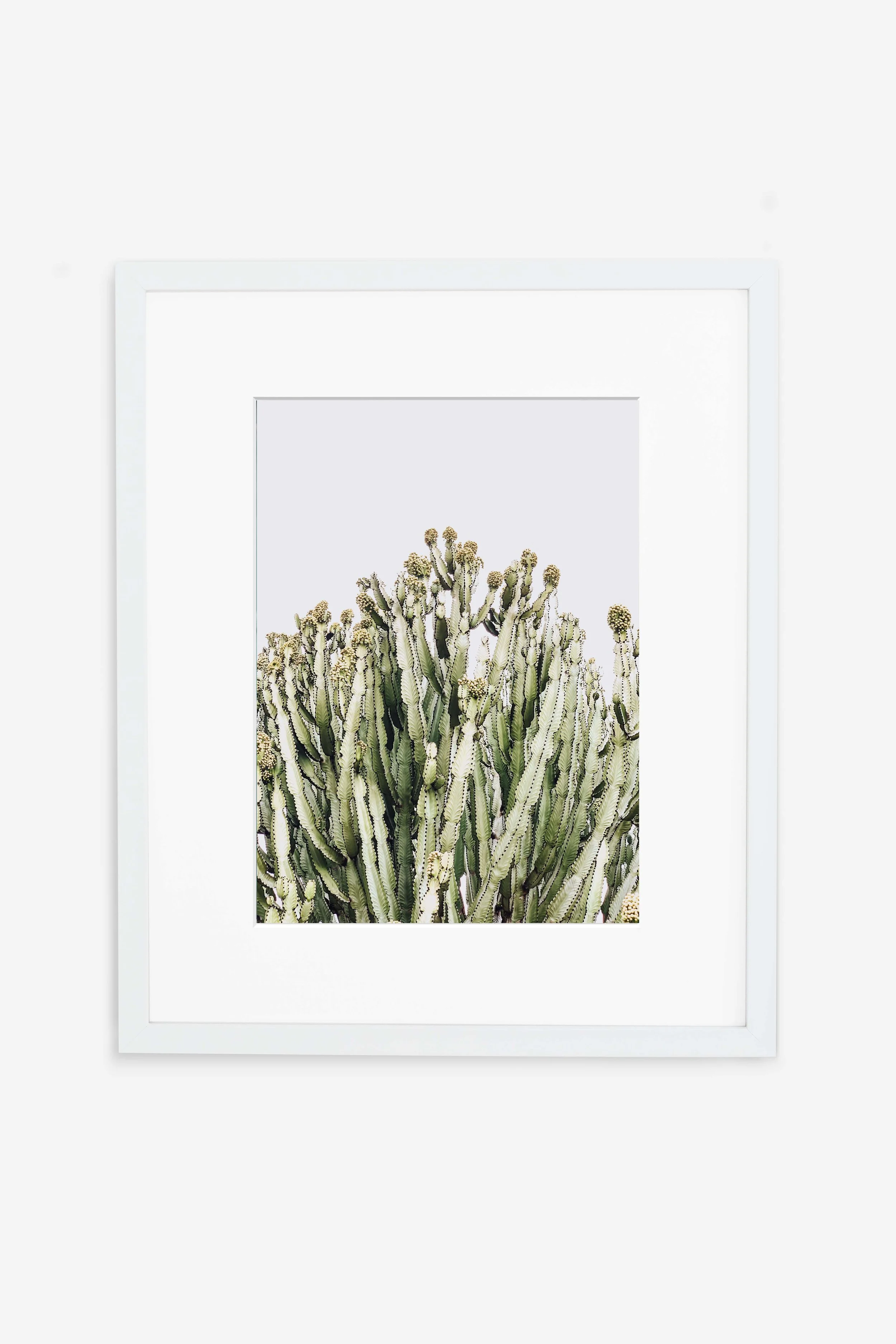 The Pointy Plant