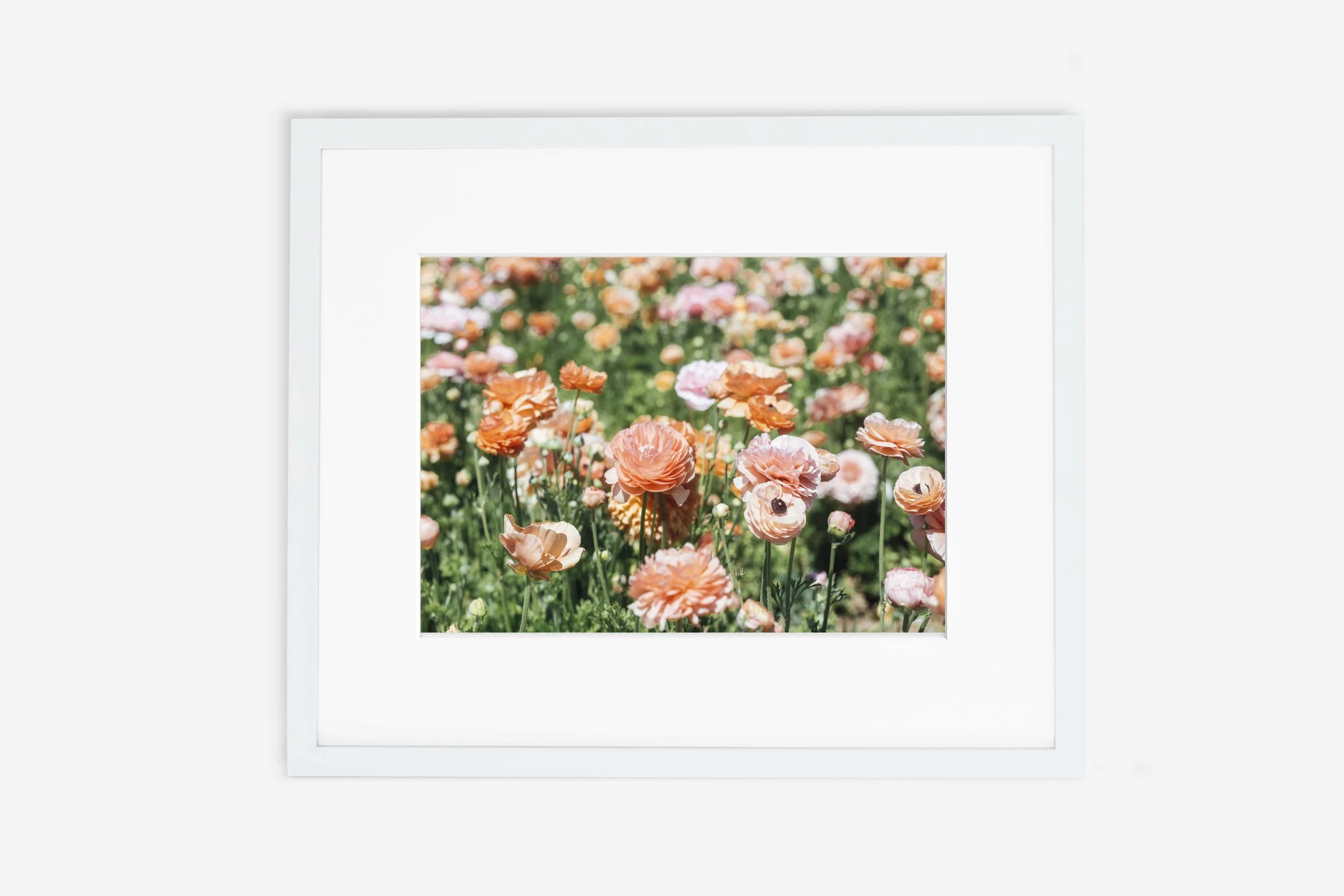 Flower Fields