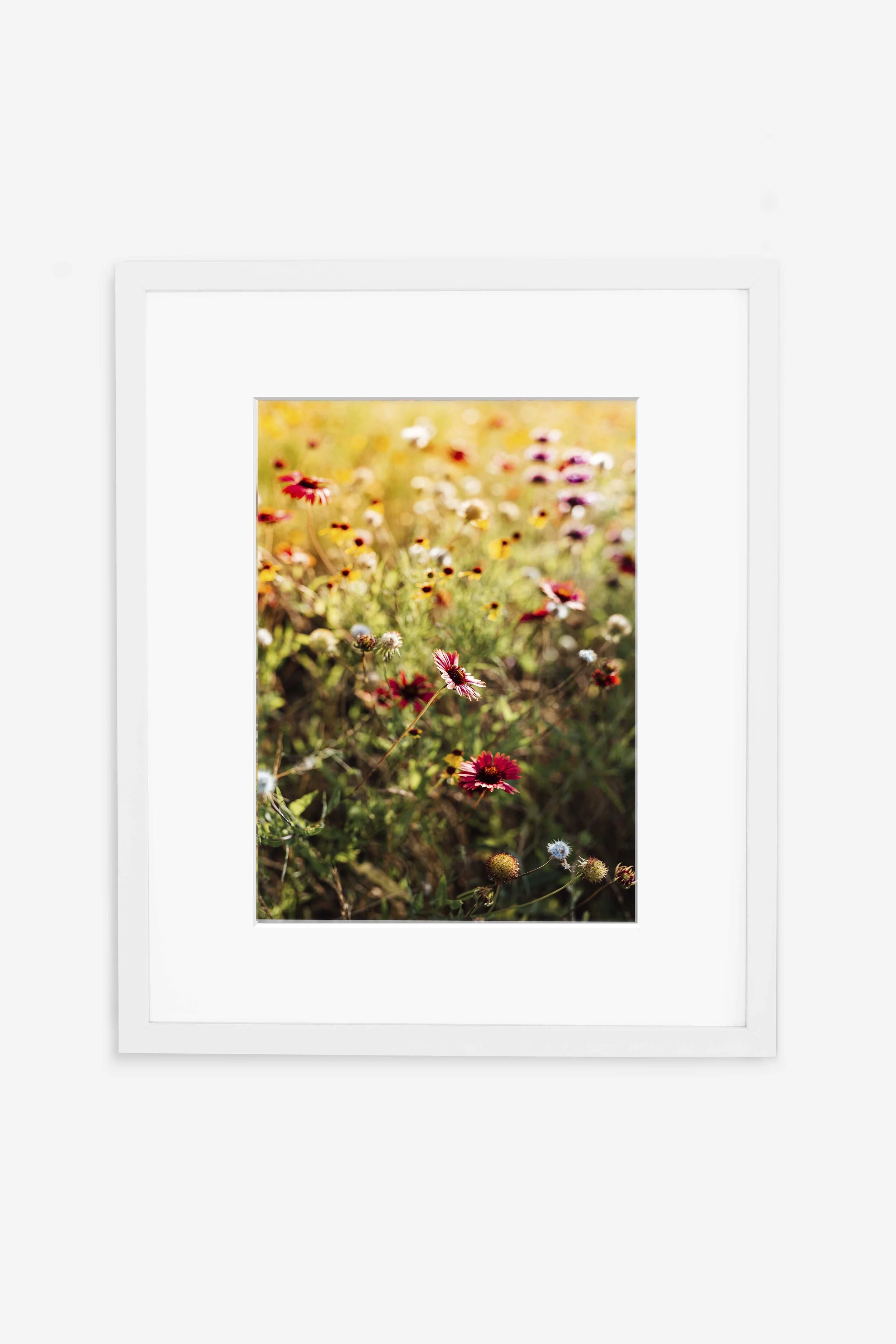 Texas Wildflowers