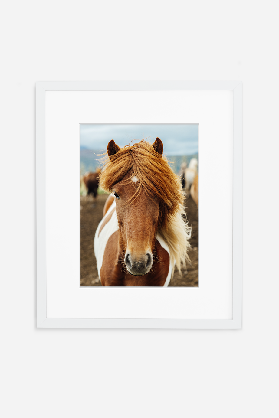 Icelandic Pony