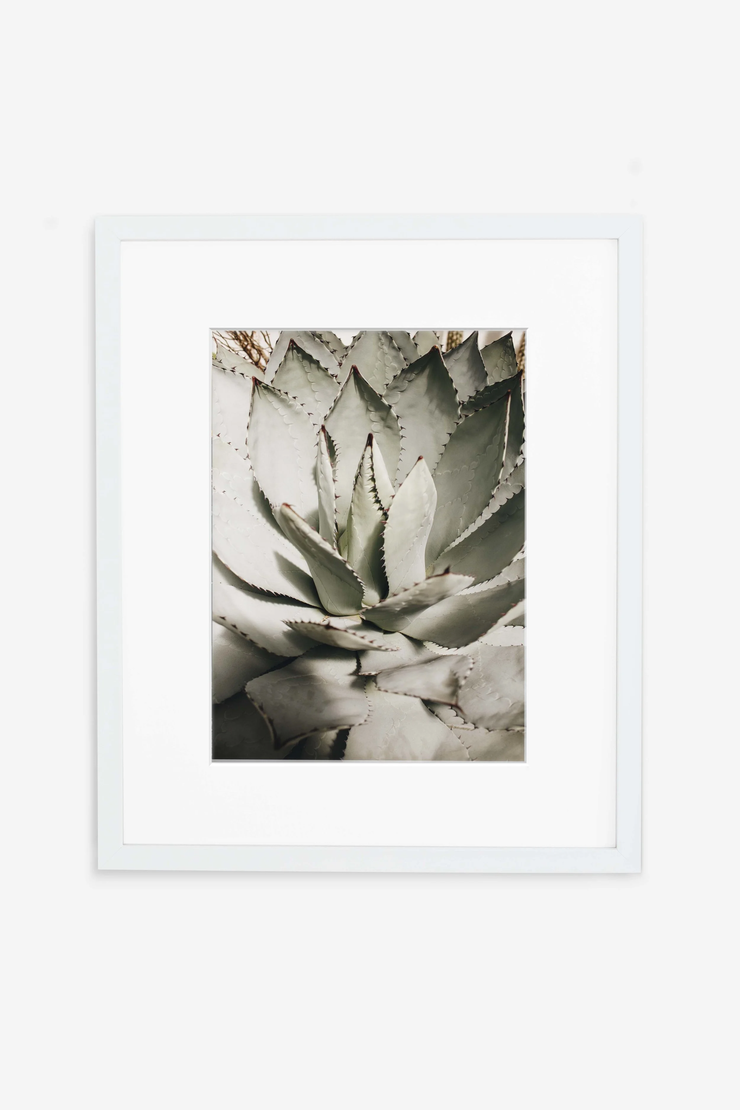 Agave