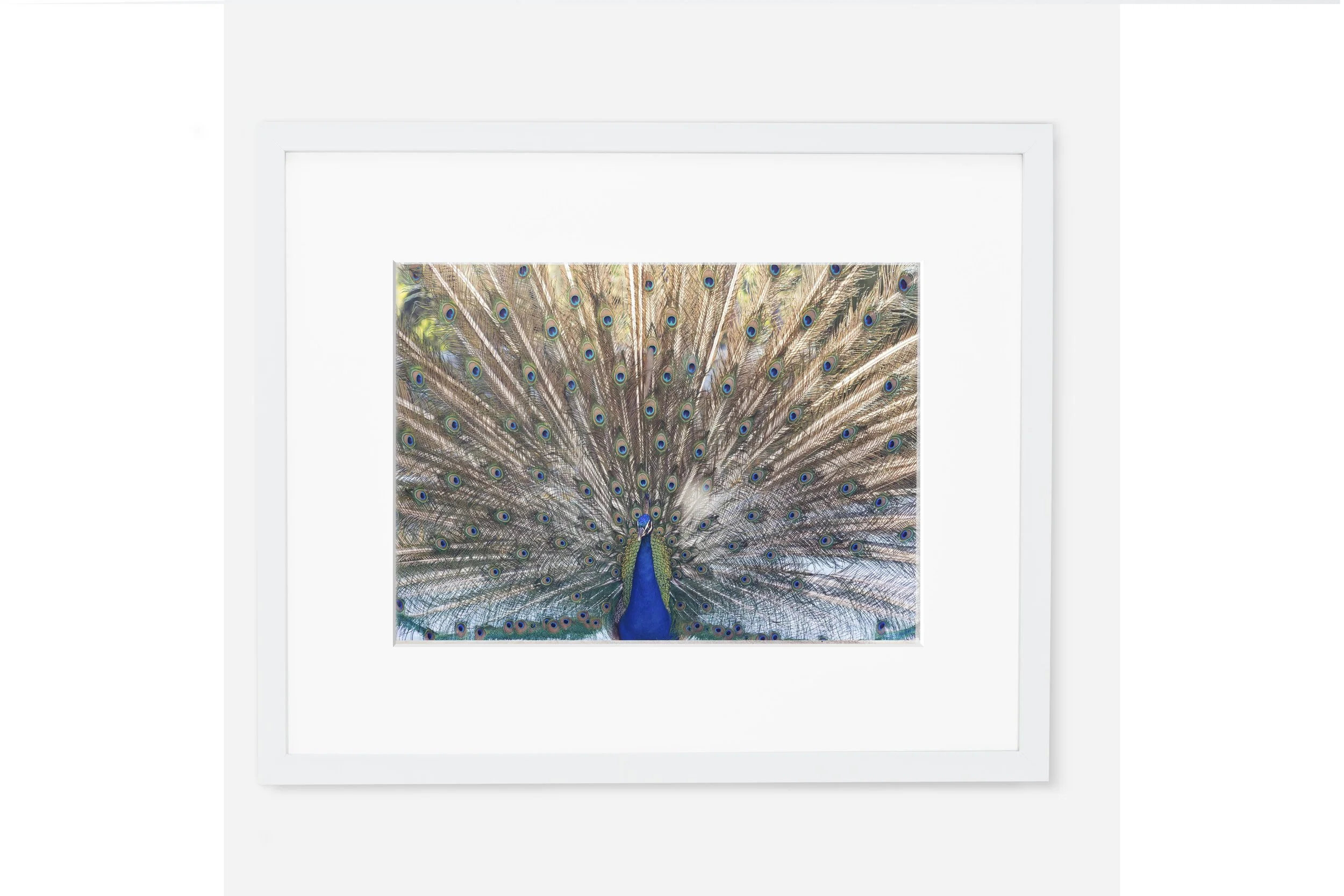 Wayfaring Peacock