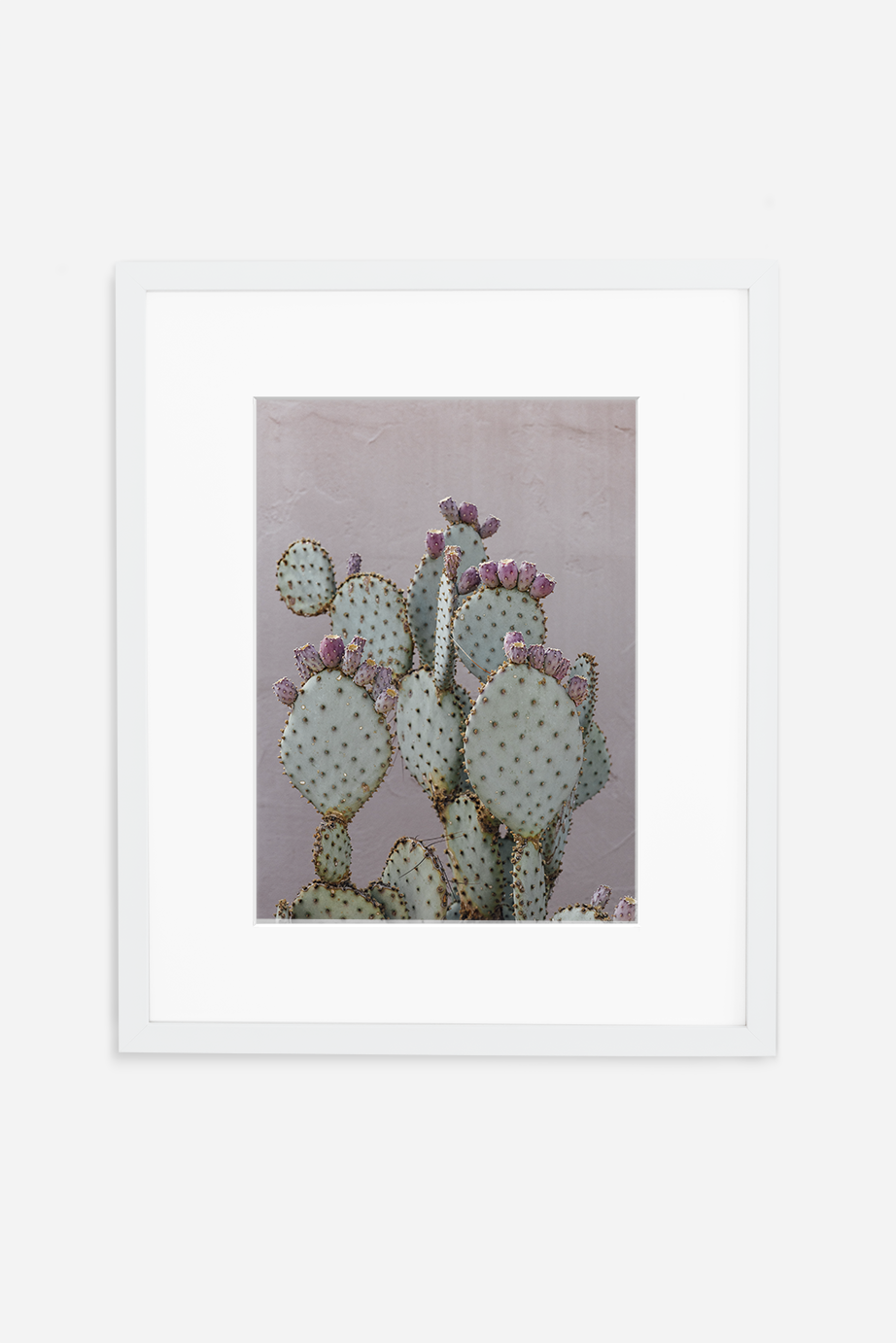 Pink Prickly Pear